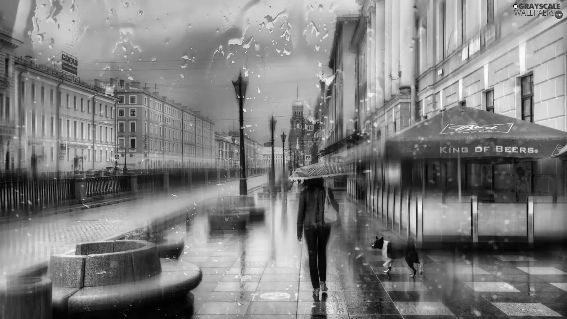 buildings, Rain, Umbrella, dog, Women, Street