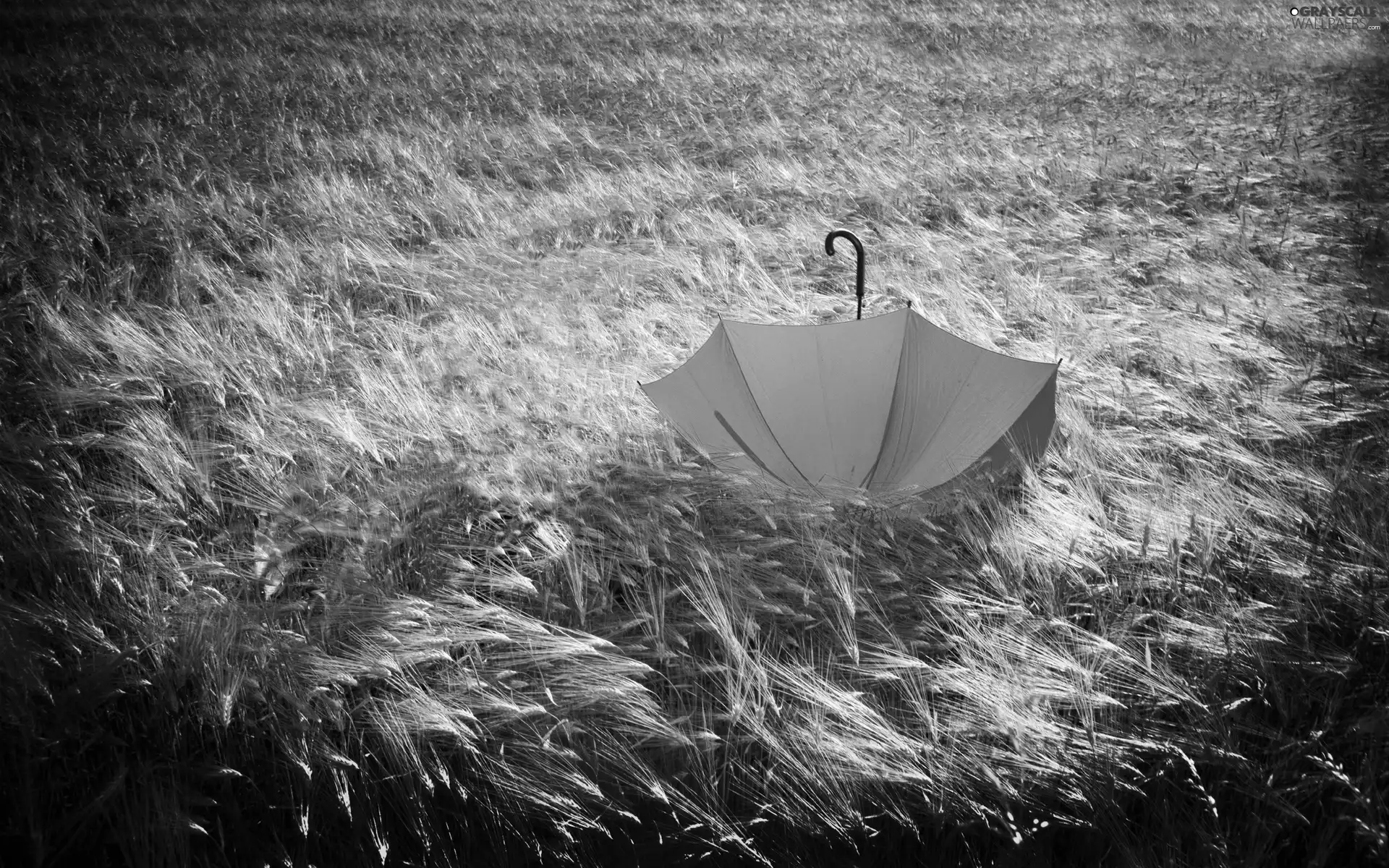 lush, Orange, umbrella, grass