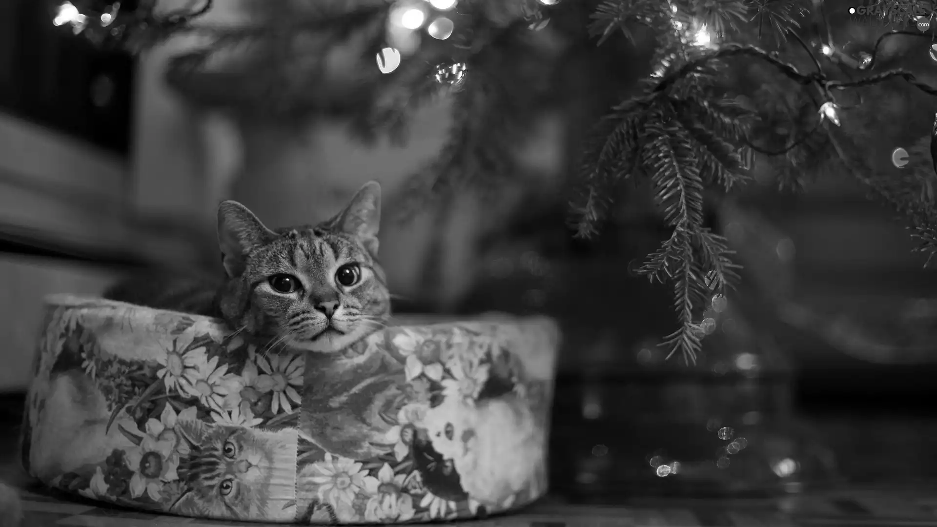 under, Christmas Tree, ##, gift, cat