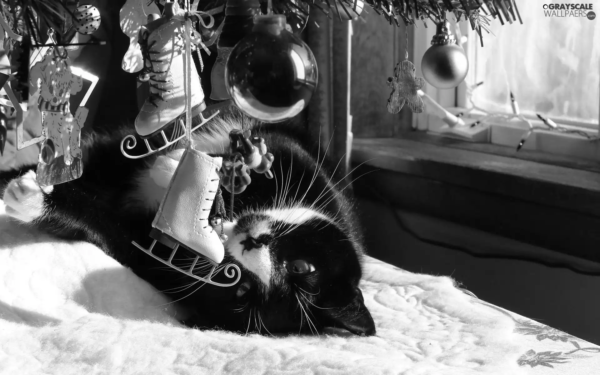 Christmas Tree, kitten, under