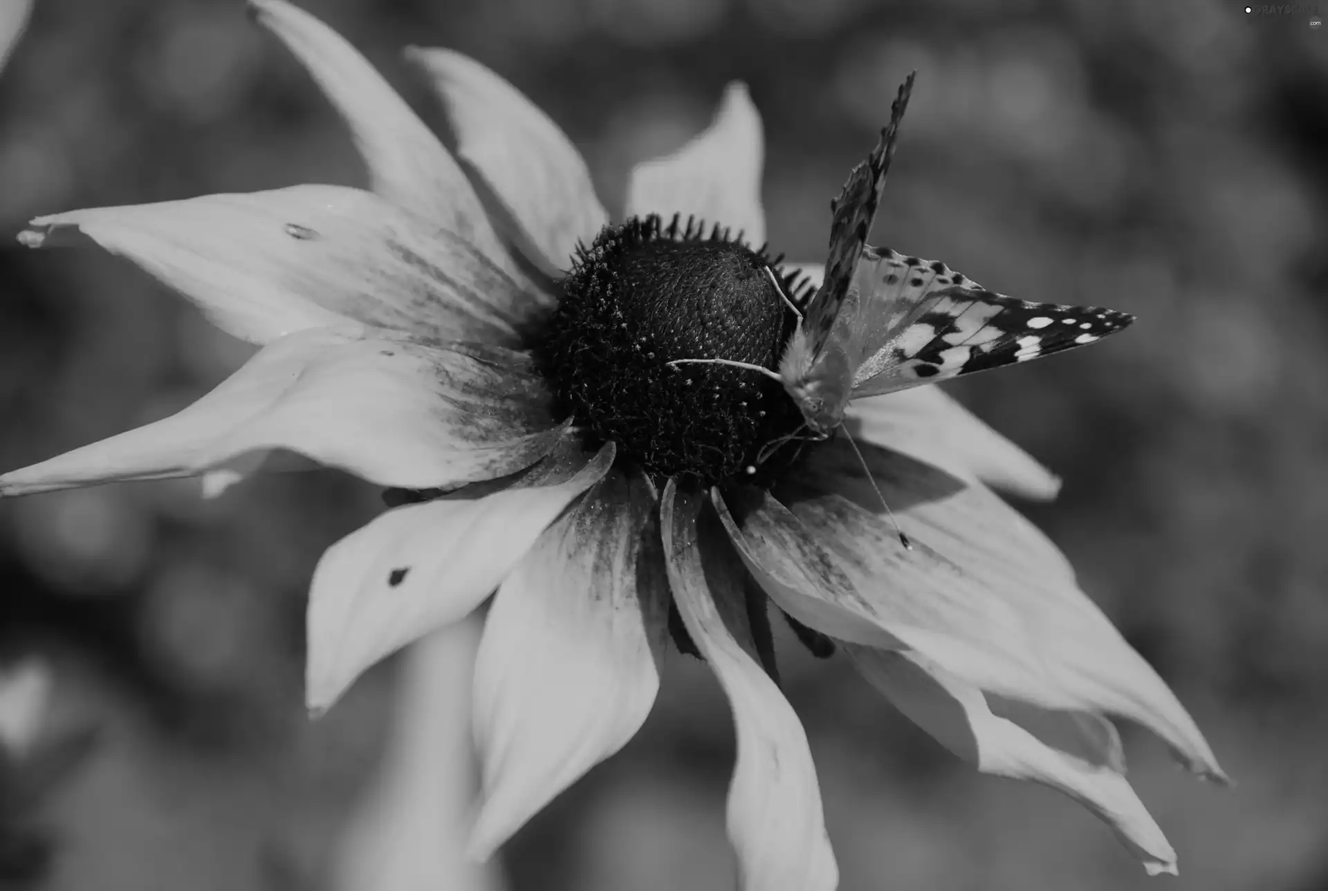 undine, Cardui, titmouse, butterfly, Rudbeckia