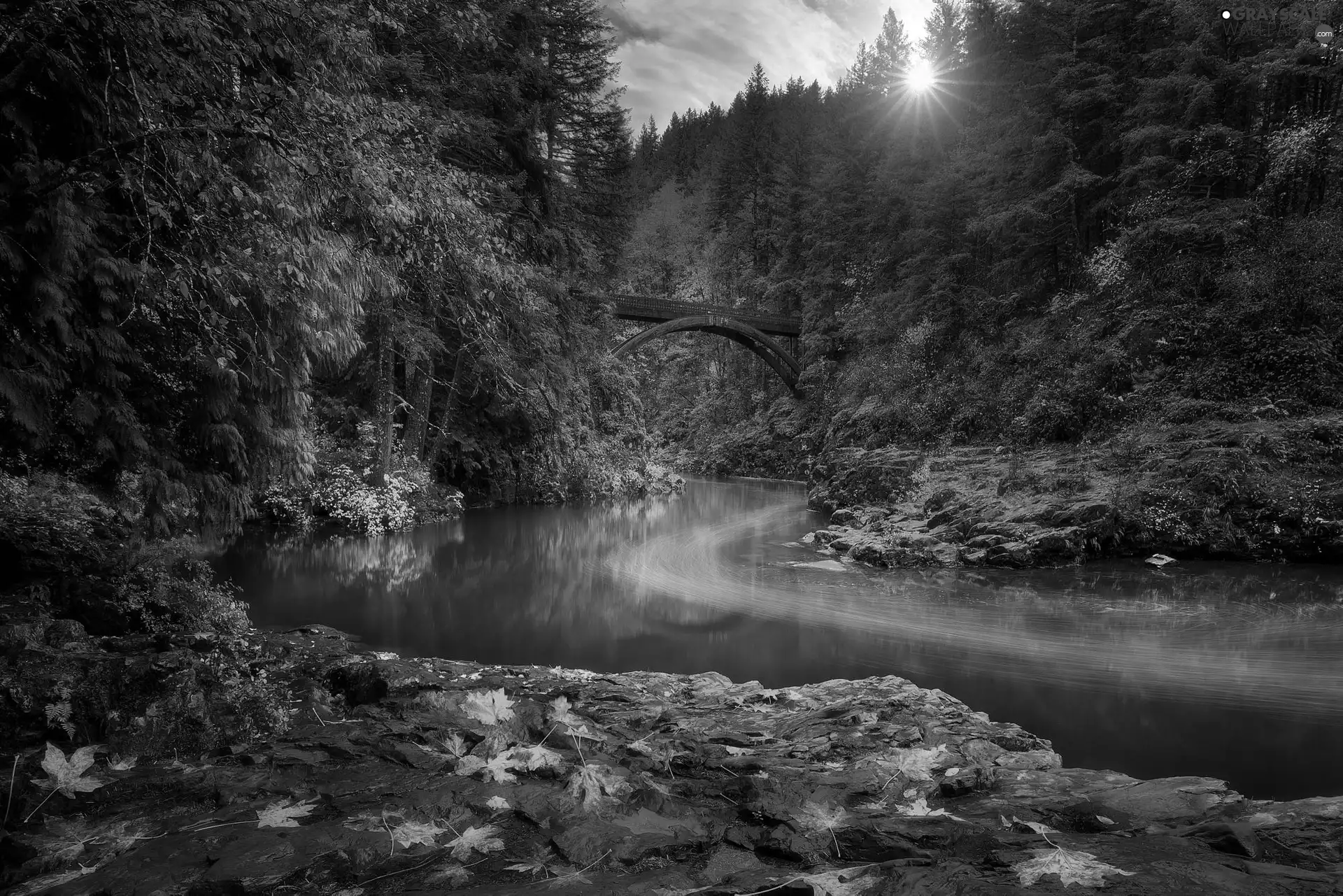 Autumn, forest, trees, viewes, Washington State, The United States, Moulton Falls Bridge, rocks, Lewis River
