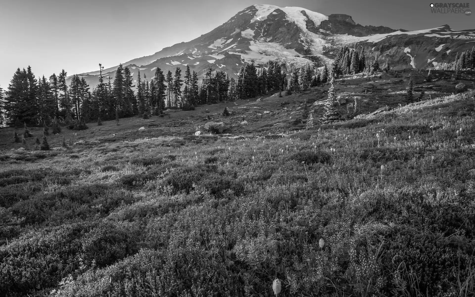 Blue, viewes, Washington State, Stratovolcano, The United States, lupine, Mountains, Flowers, Mount Rainier, Snowy, Meadow, Mount Rainier National Park, trees