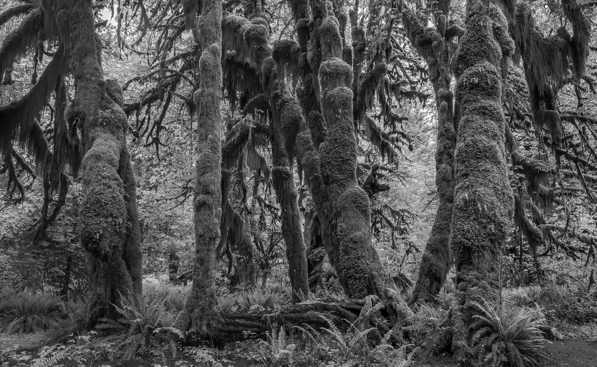 mossy, trees, The United States, viewes, Washington State, forest, Olympic National Park, fern