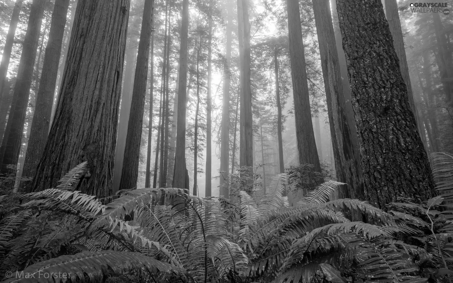 Redwood National Park, trees, Fog, viewes, fern, California, The United States, redwoods