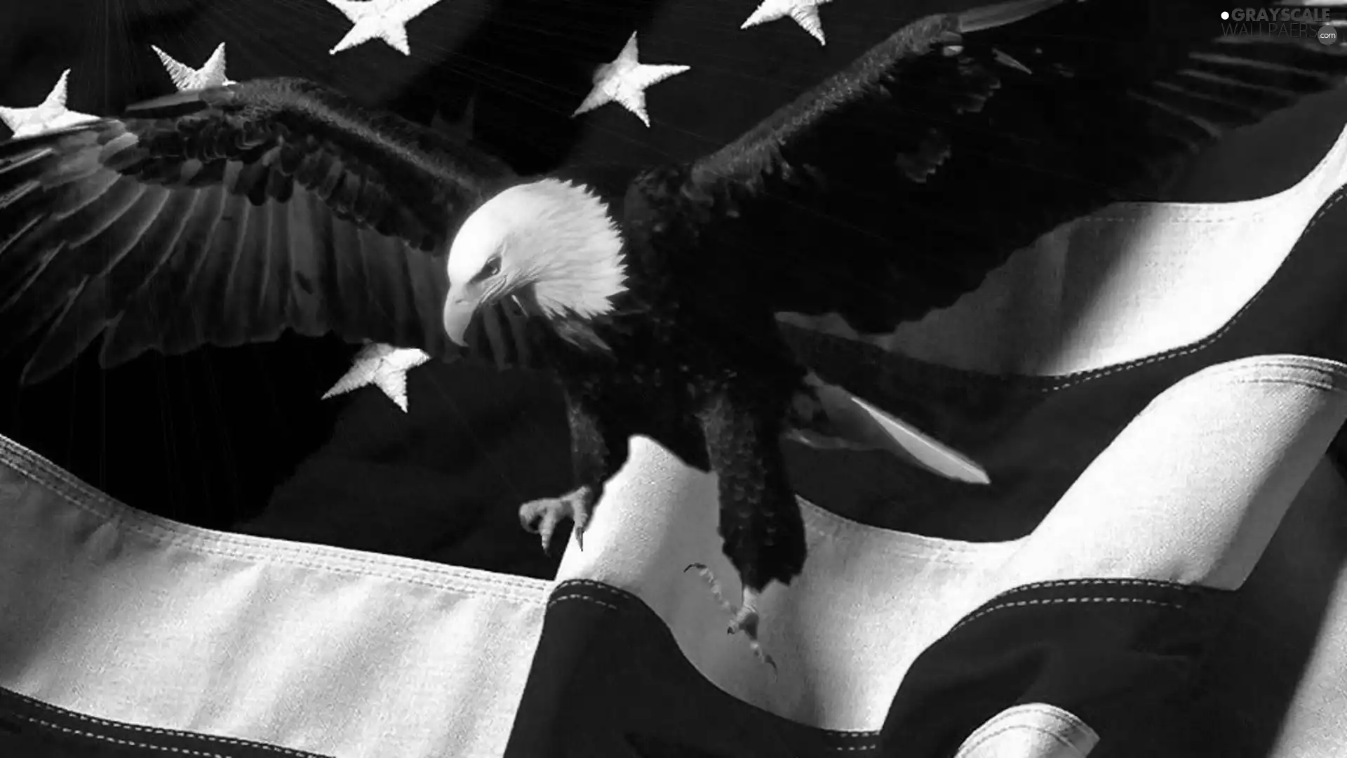 American Bald Eagle, flag, USA