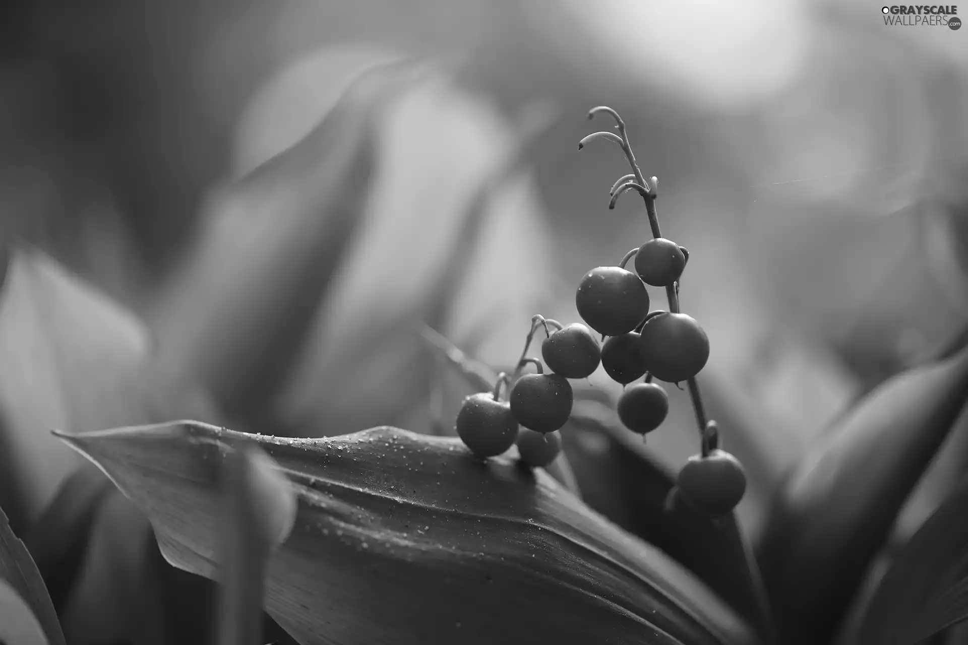 lily of the Valley, Red, Fruits