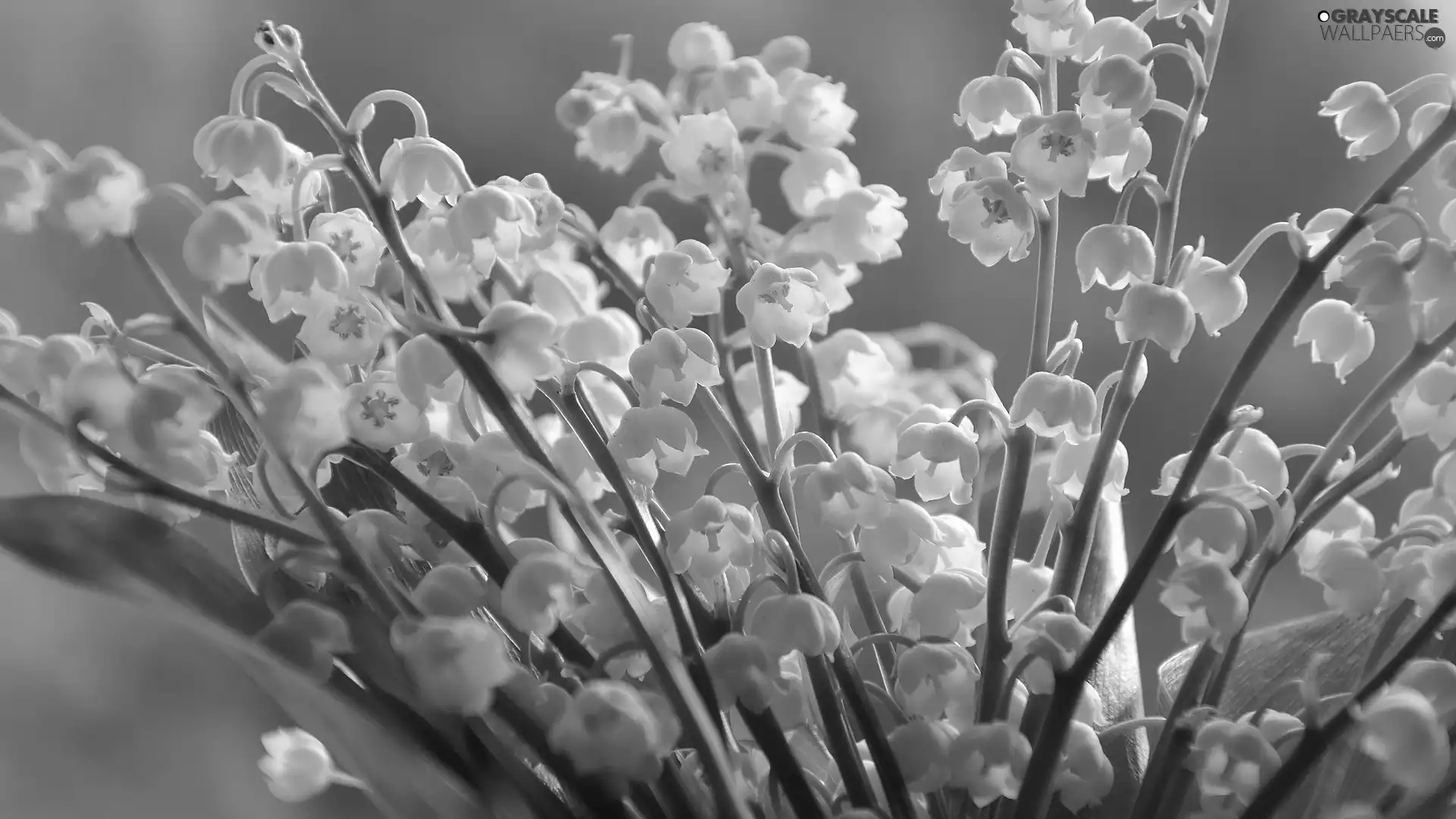 Lily of the Valley
