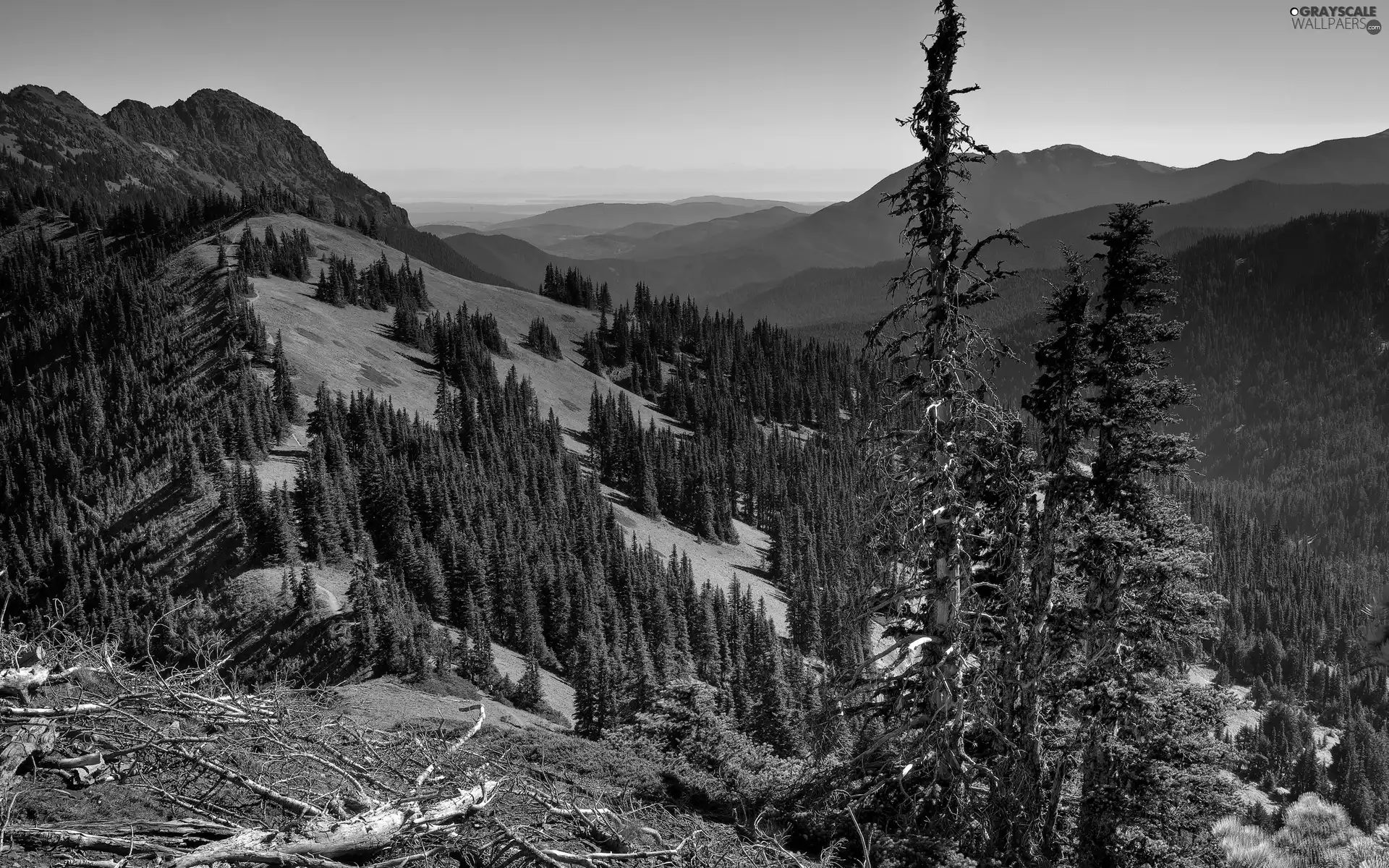 viewes, Valley, woods, trees, Mountains