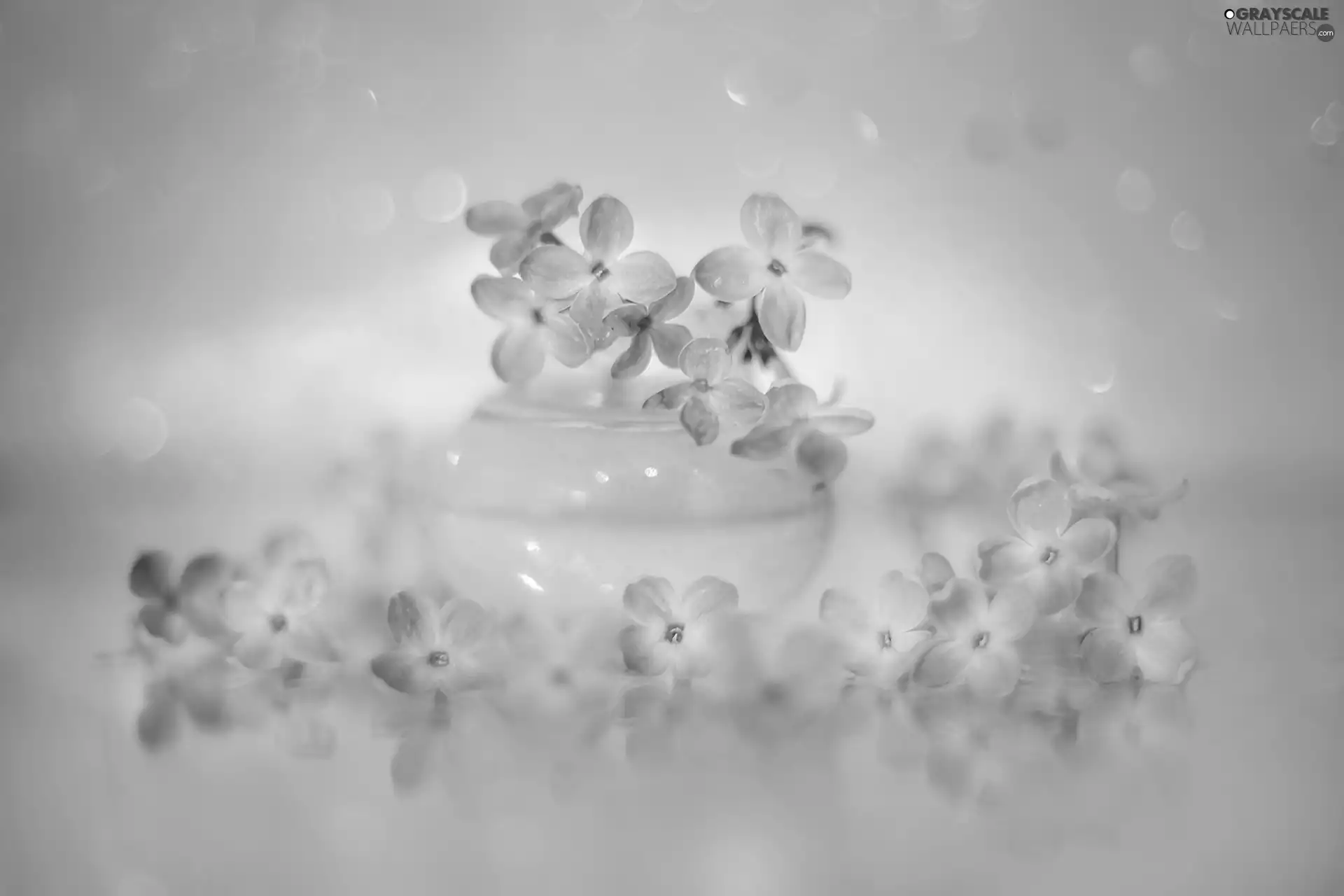 vase, without, Flowers