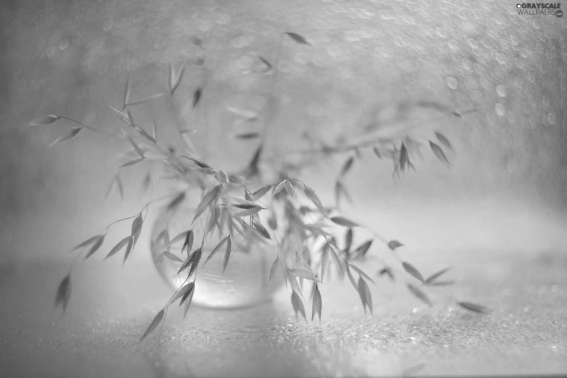 vase, dry, grass