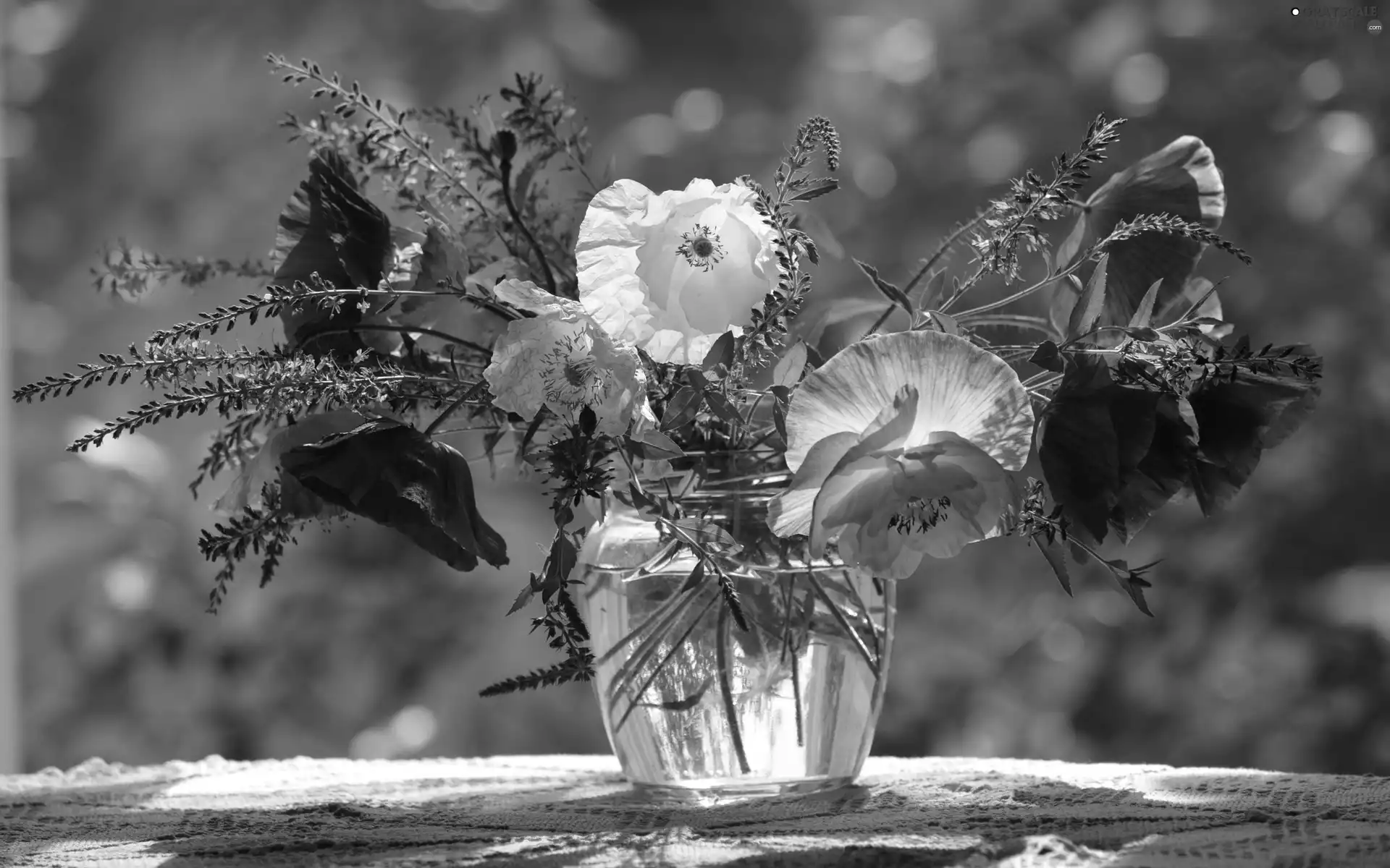 Vase, bouquet, papavers