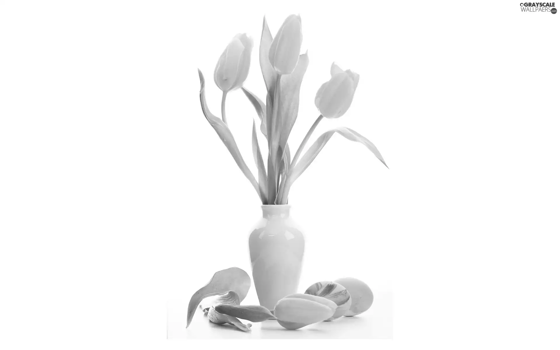 Yellow, White, vase, Tulips