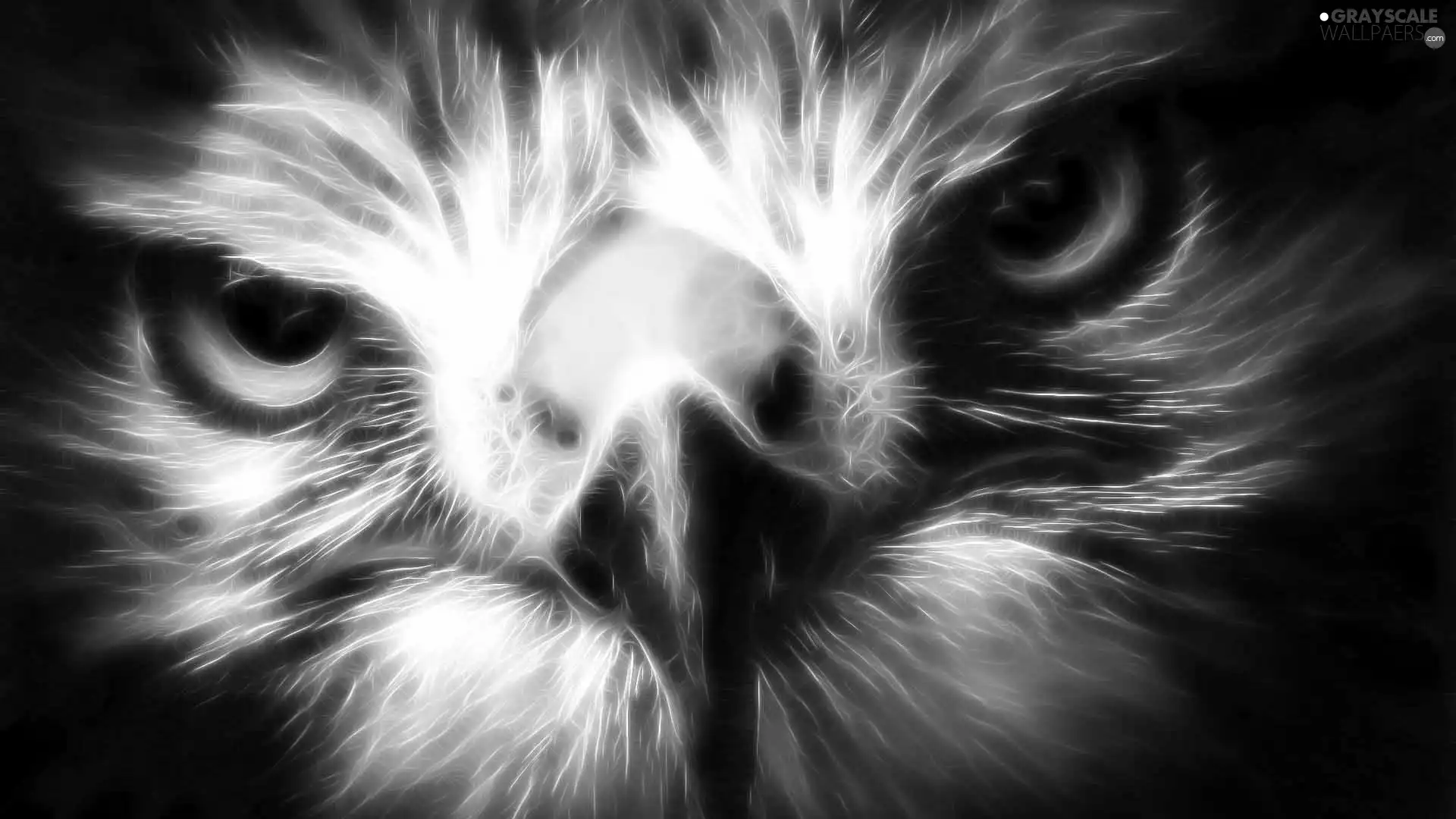 eagle, Vectorial