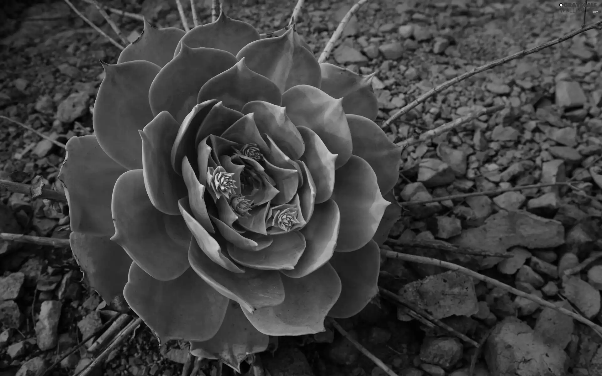 Sempervivum