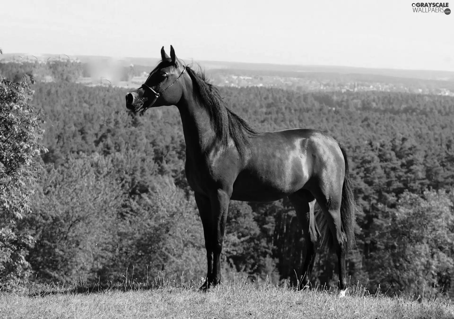 VEGETATION, Horse, Arab