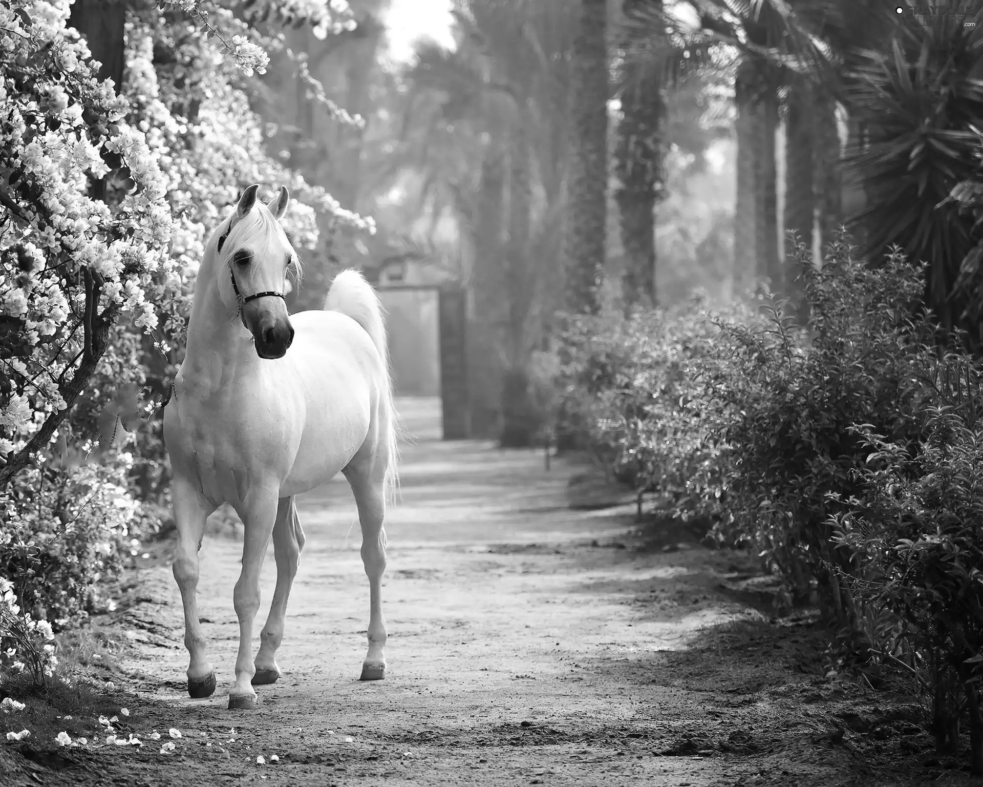 VEGETATION, White, Arab