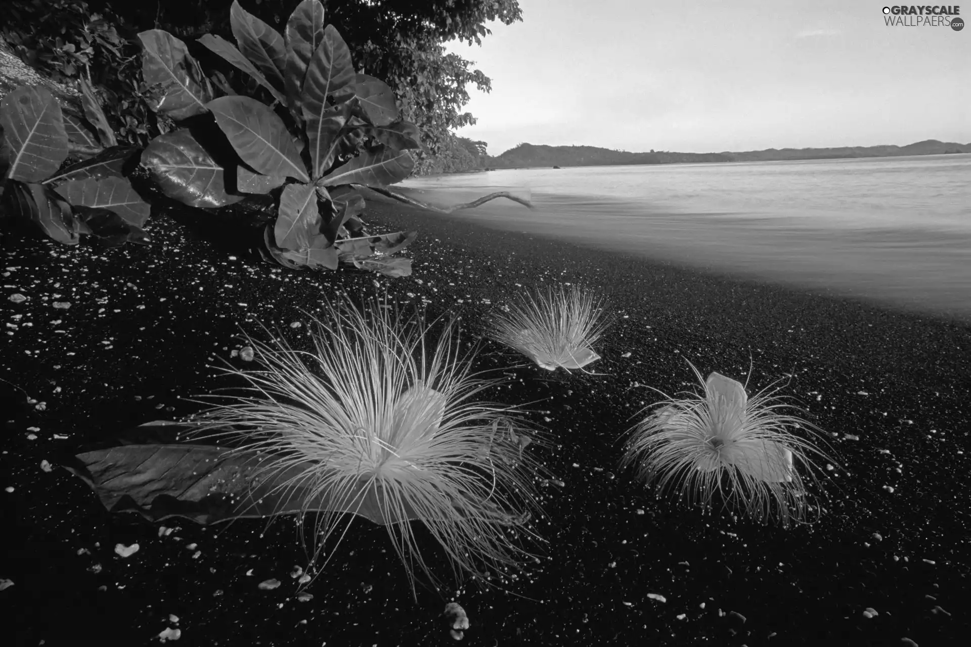 sea, Beach Vegetation