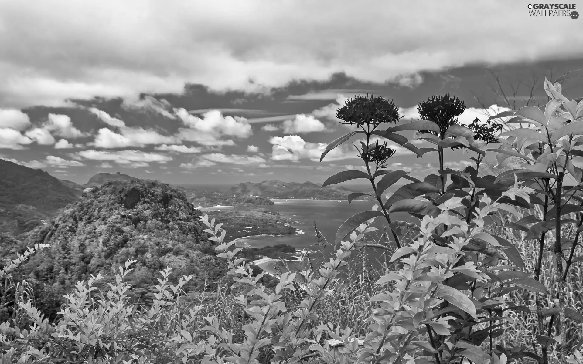 VEGETATION, Flowers, Mountains, woods, sea