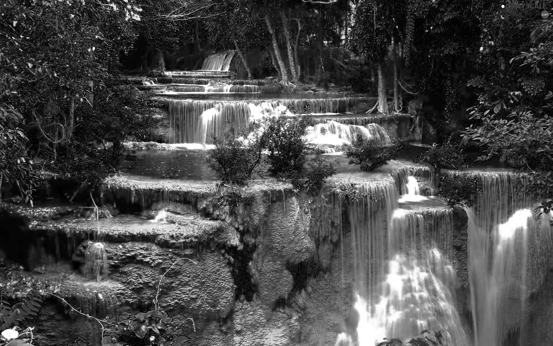 VEGETATION, waterfall, Flowers