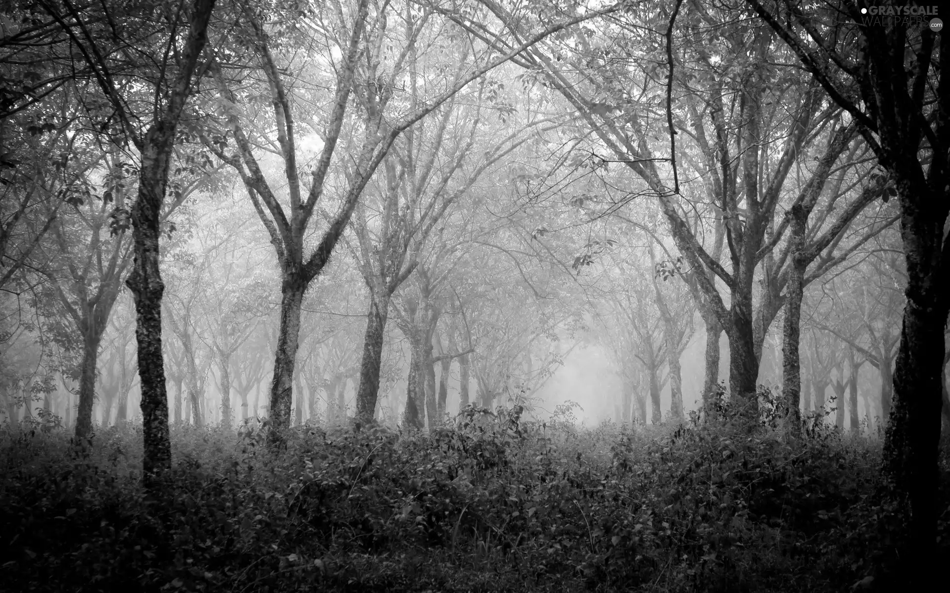 forest, VEGETATION