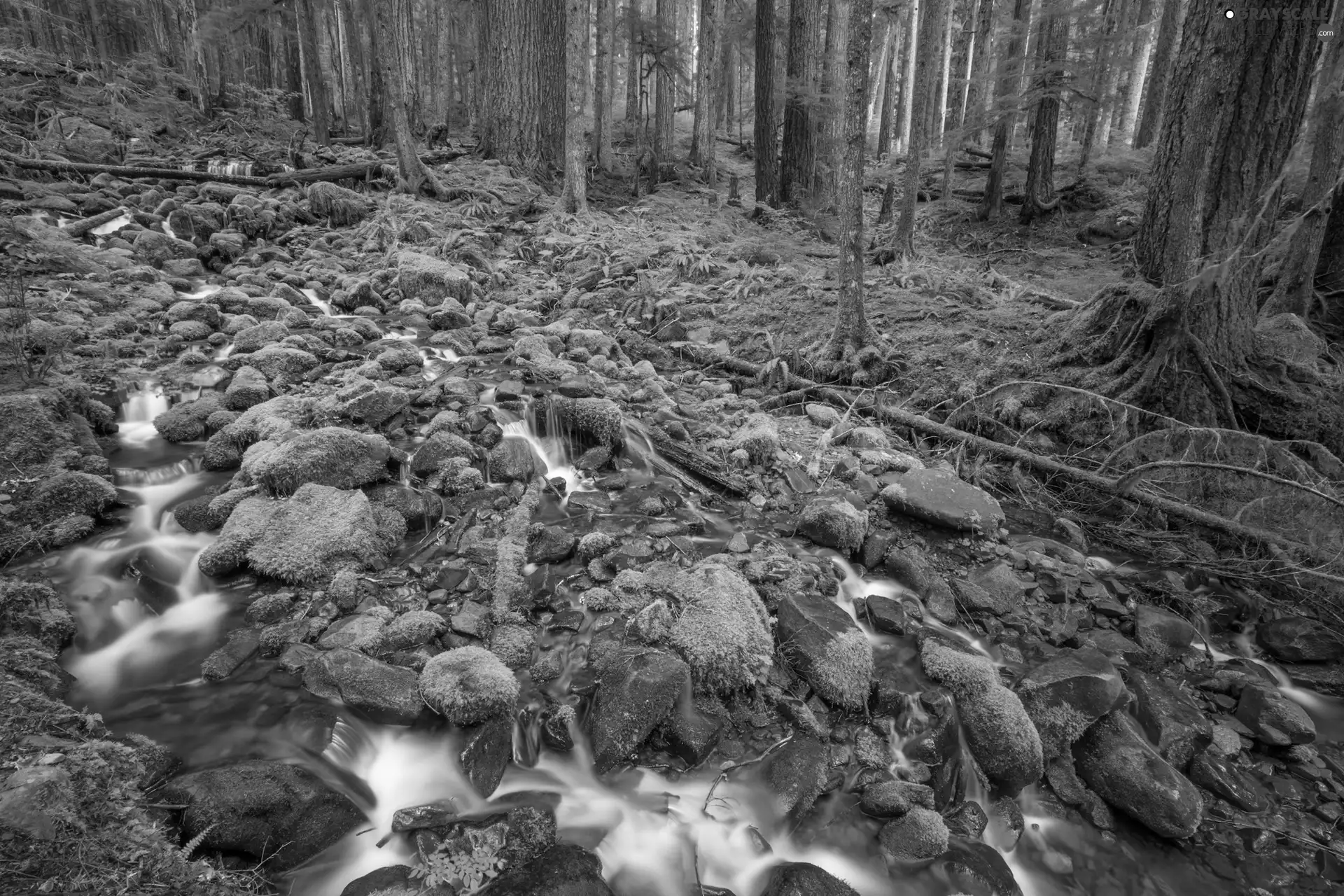forest, Stones, VEGETATION, brook