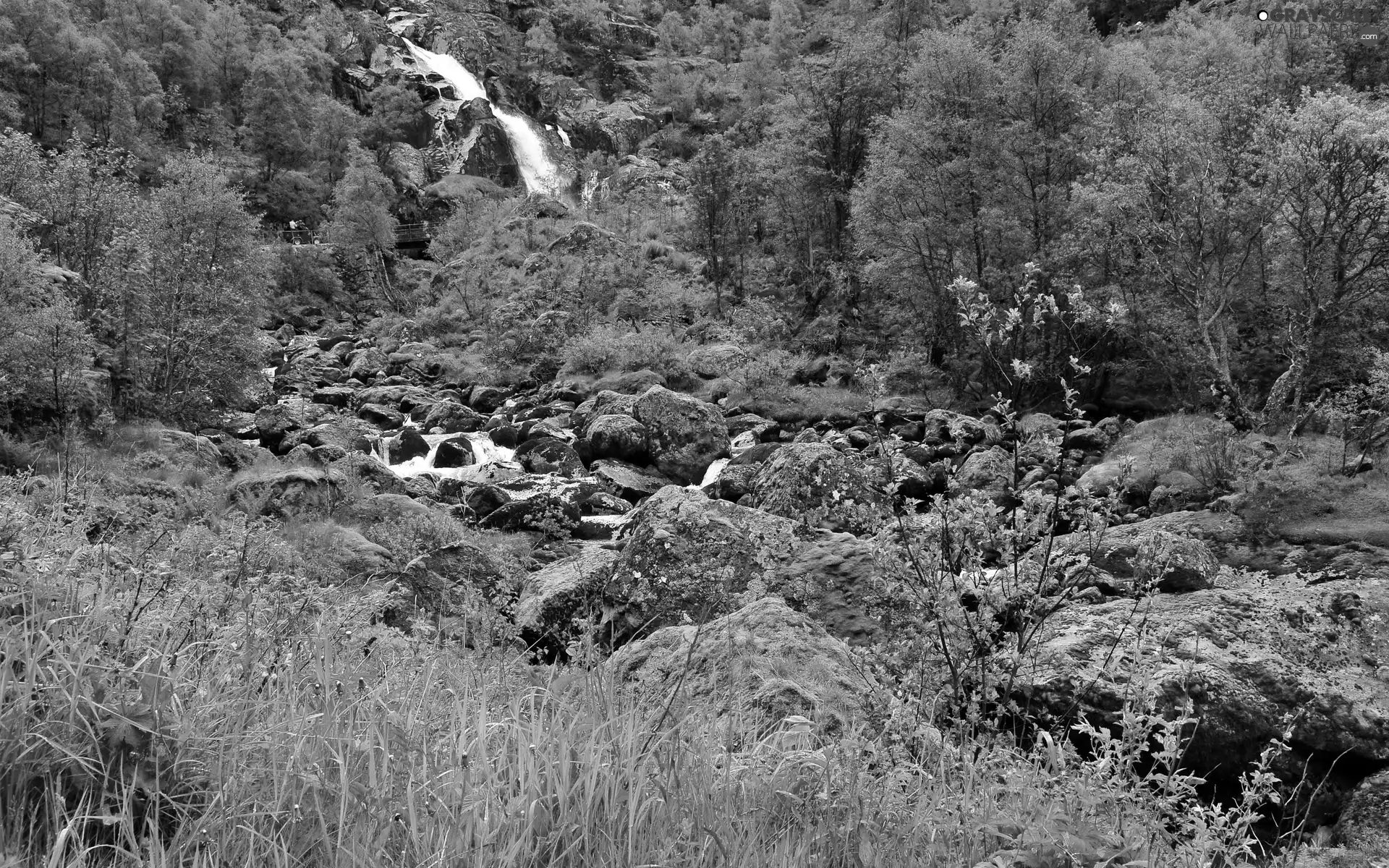 forest, Stones, VEGETATION, stream