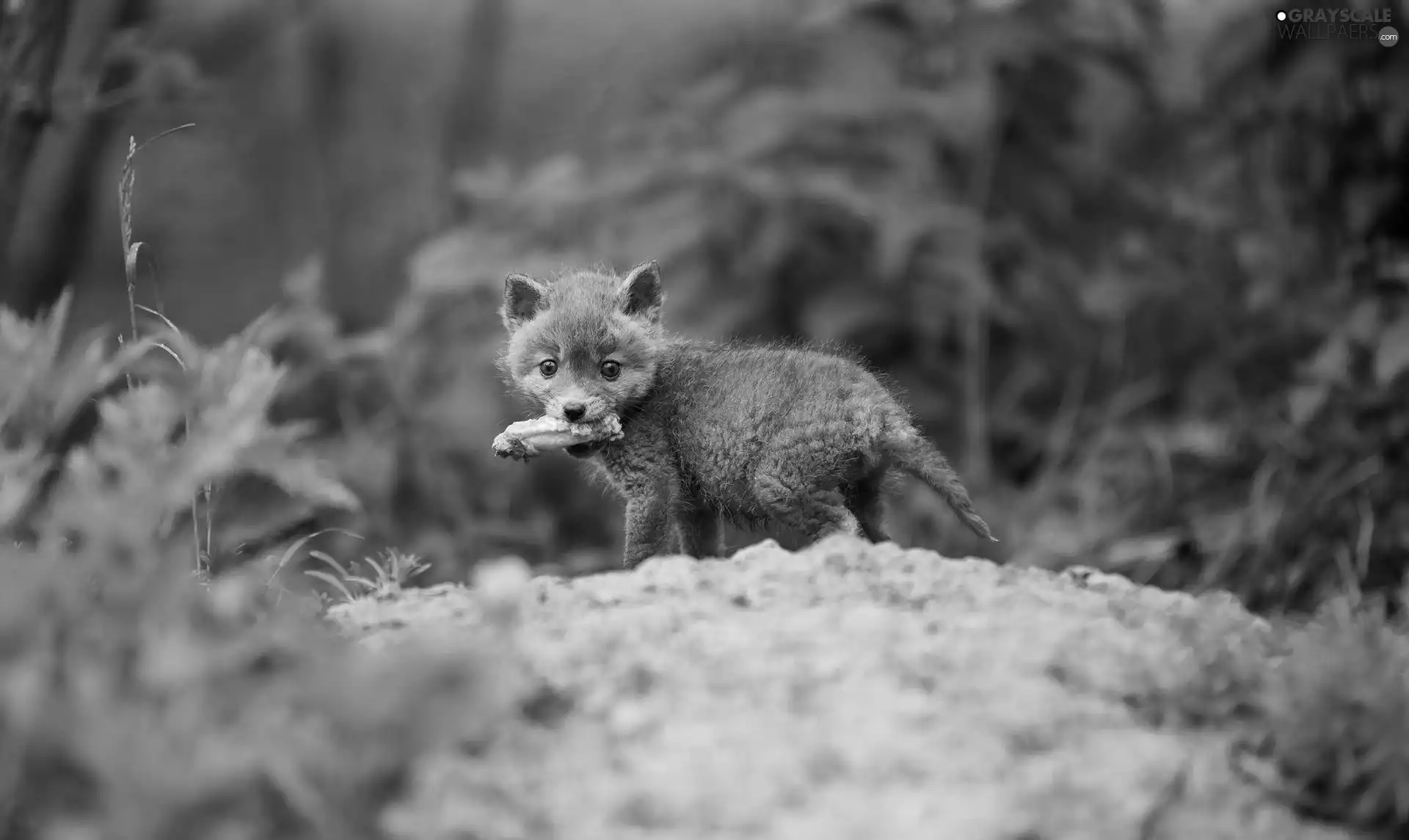 VEGETATION, young, fox