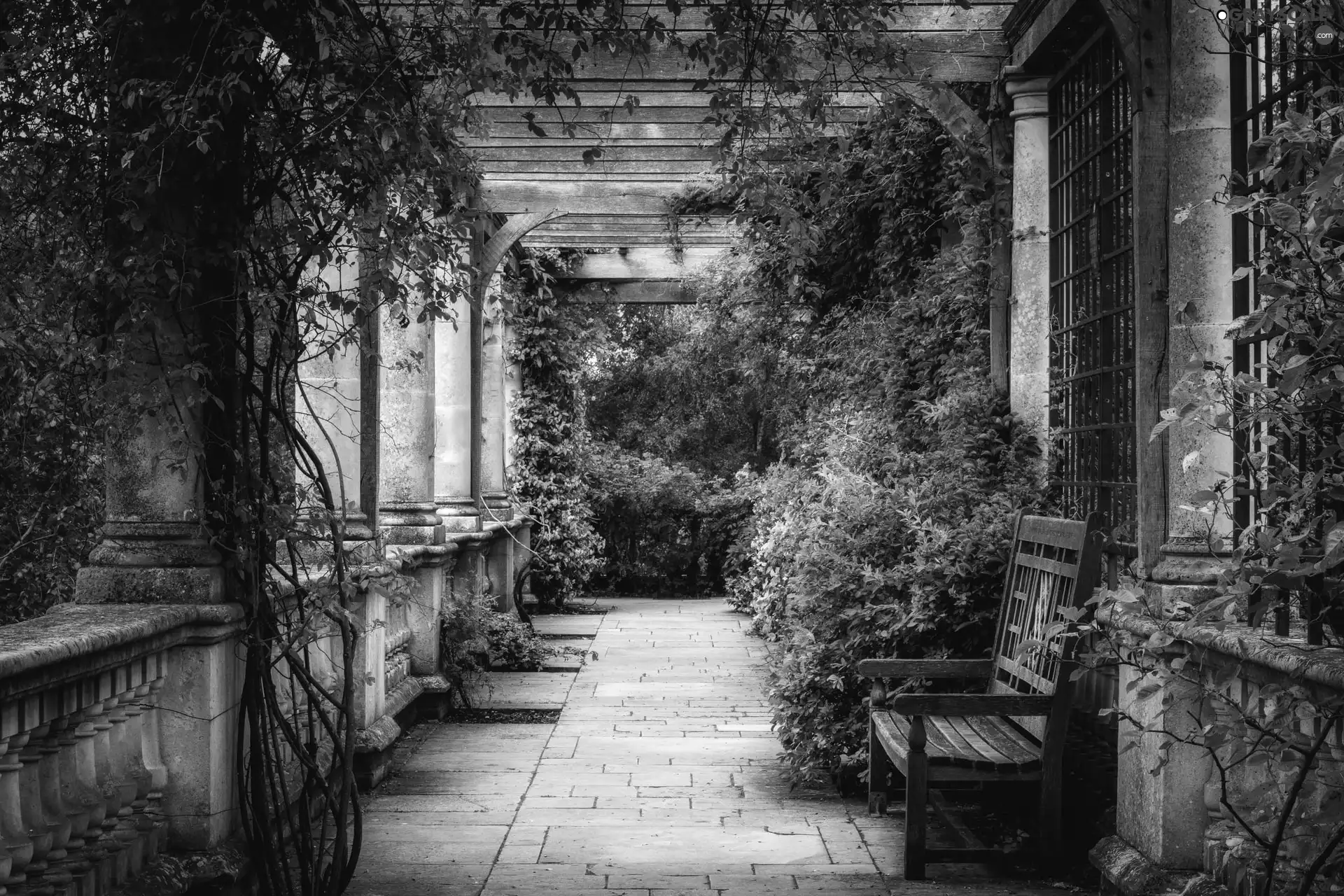 pergola, VEGETATION, Garden, Bench, patio