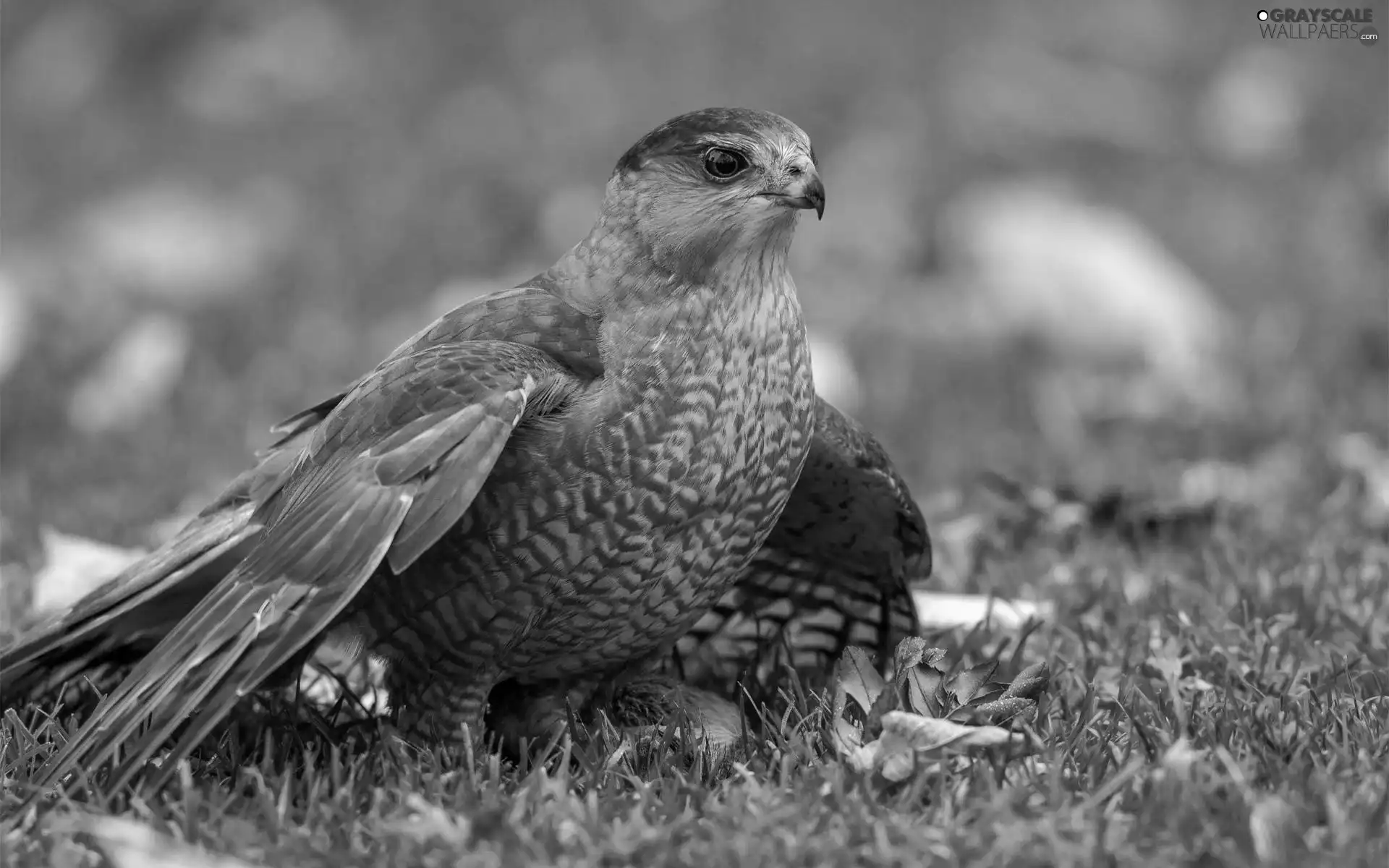 VEGETATION, Bird, hawk