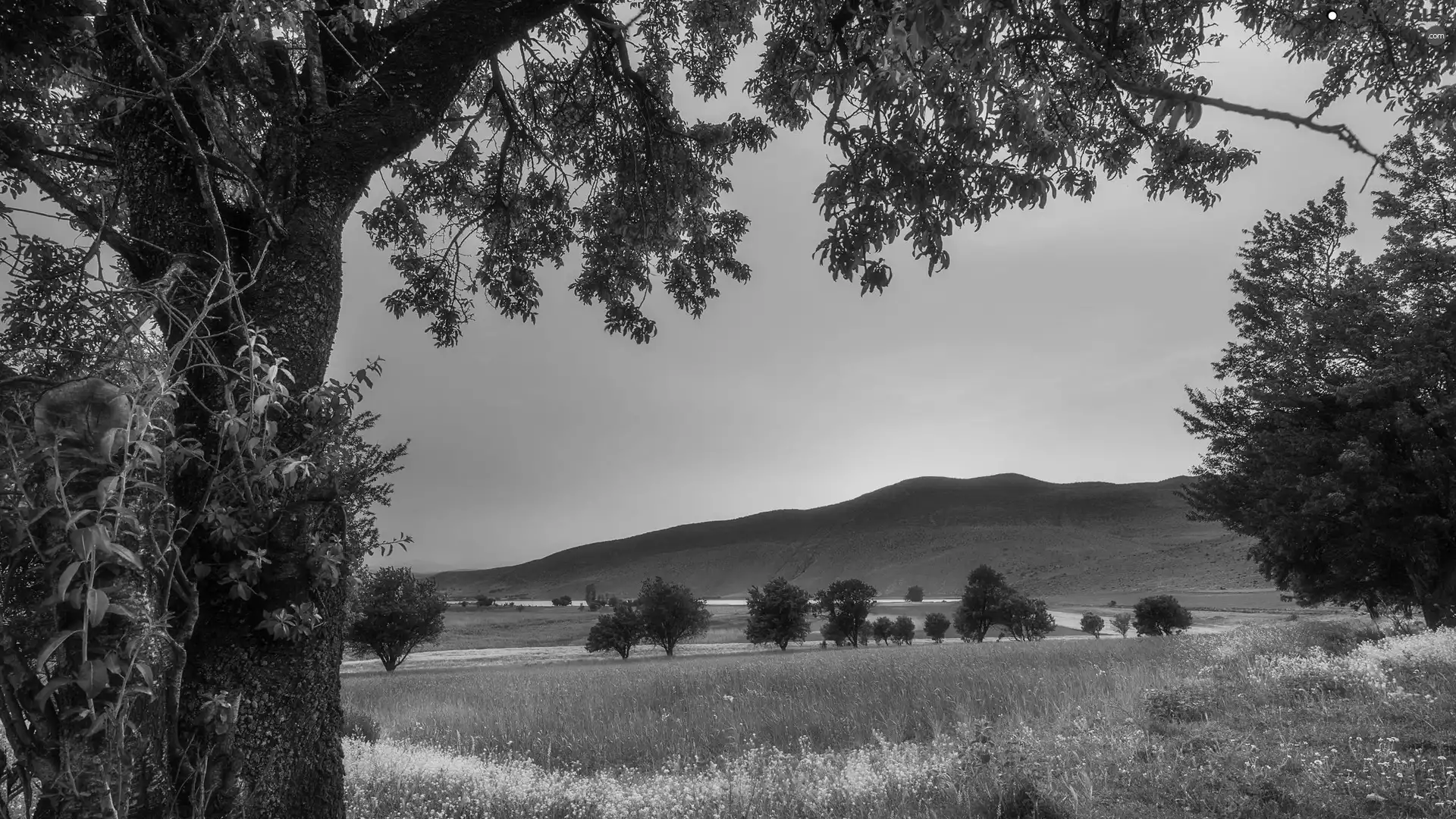 trees, VEGETATION, Hill, Meadow, Sunrise