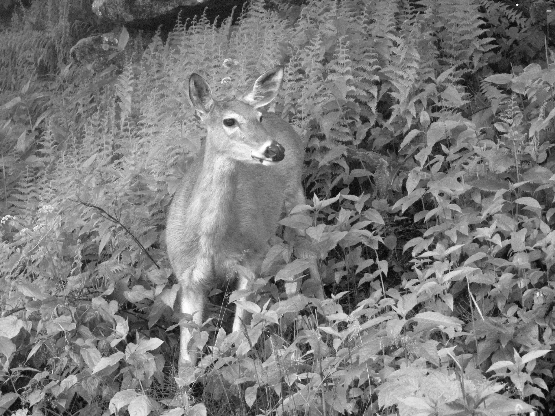 VEGETATION, deer, lush