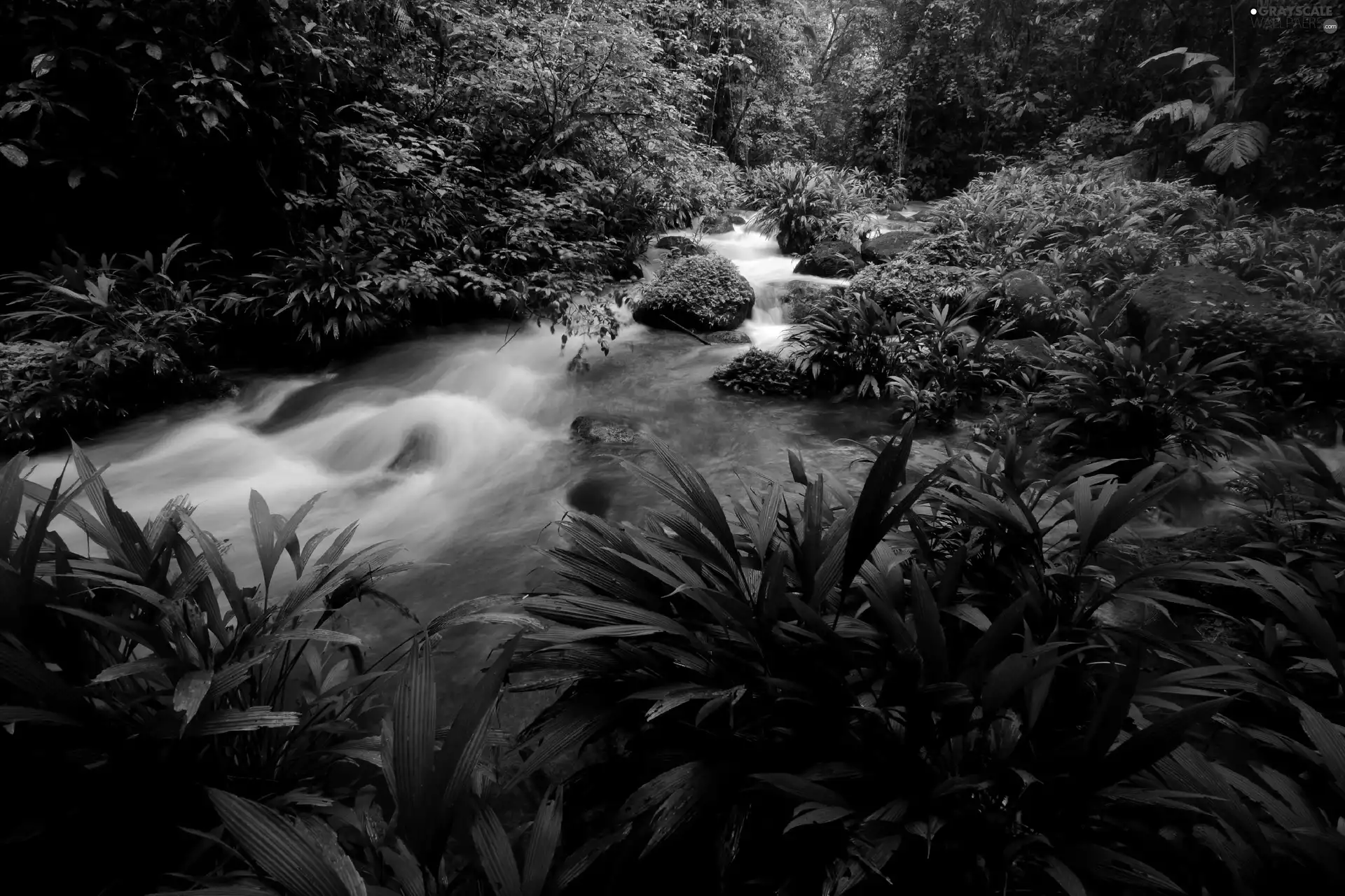 VEGETATION, Costa Rica, flux, Stones, jungle