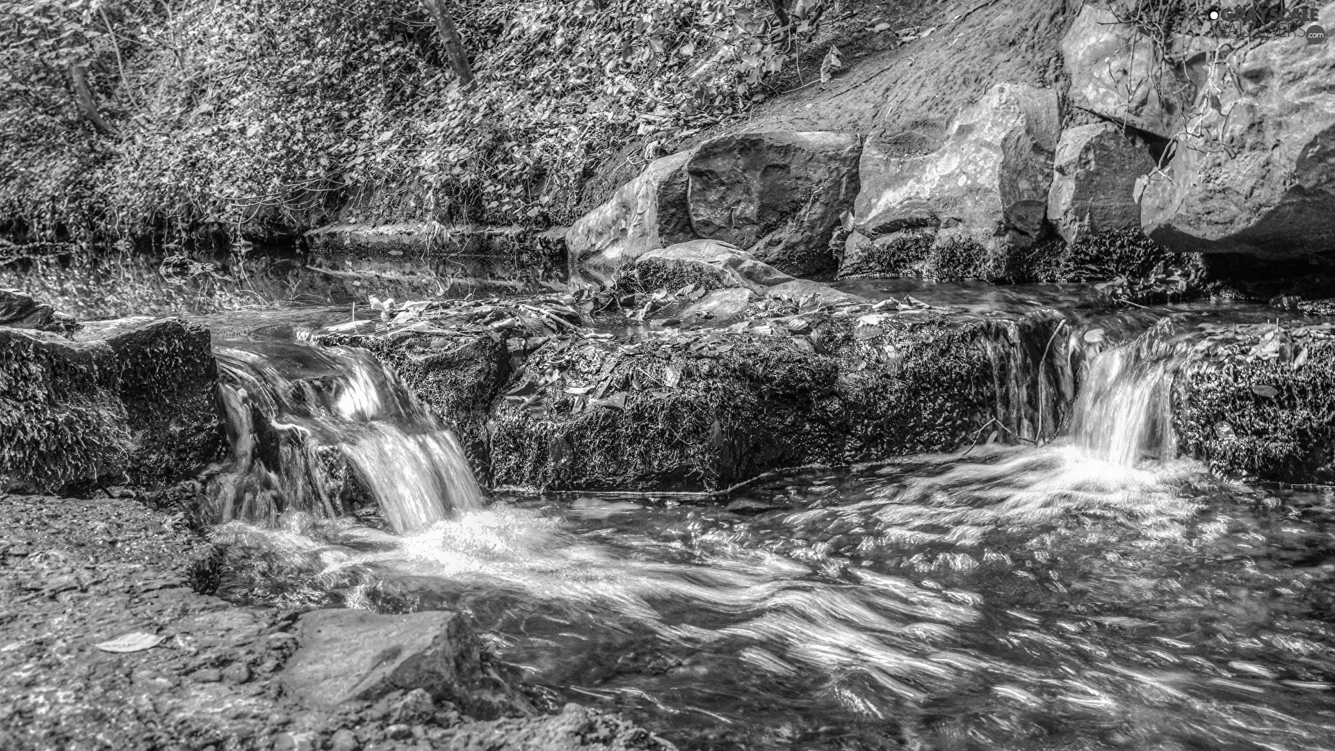 Leaf, VEGETATION, Rocks, Stones, River