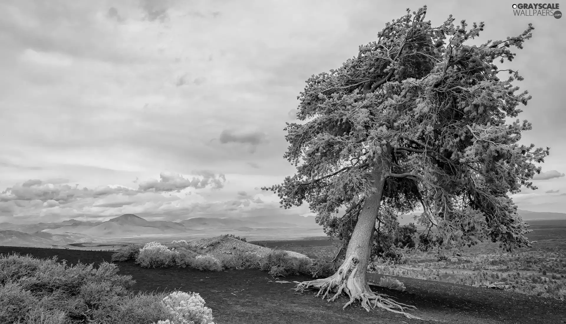 clouds, VEGETATION, trees, Way, Mountains