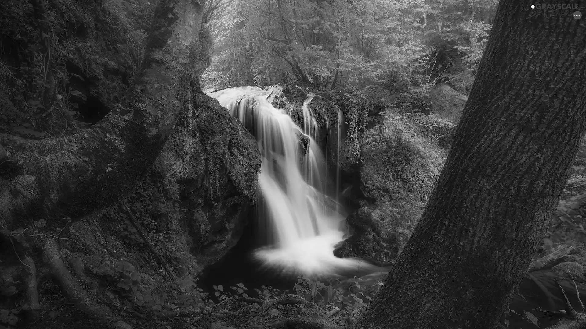 viewes, forest, waterfall, VEGETATION, Stems, trees
