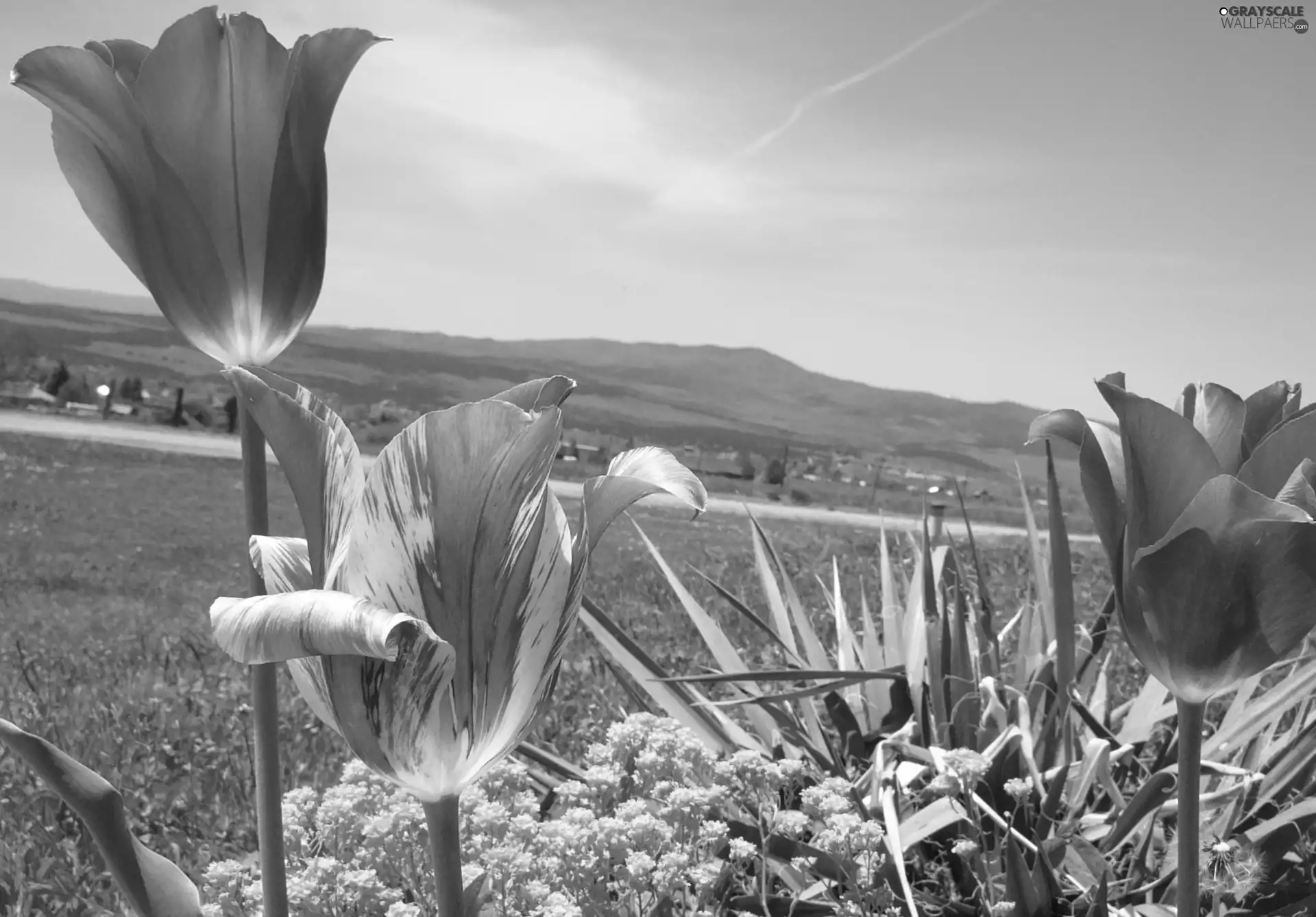 VEGETATION, Meadow, Tulips