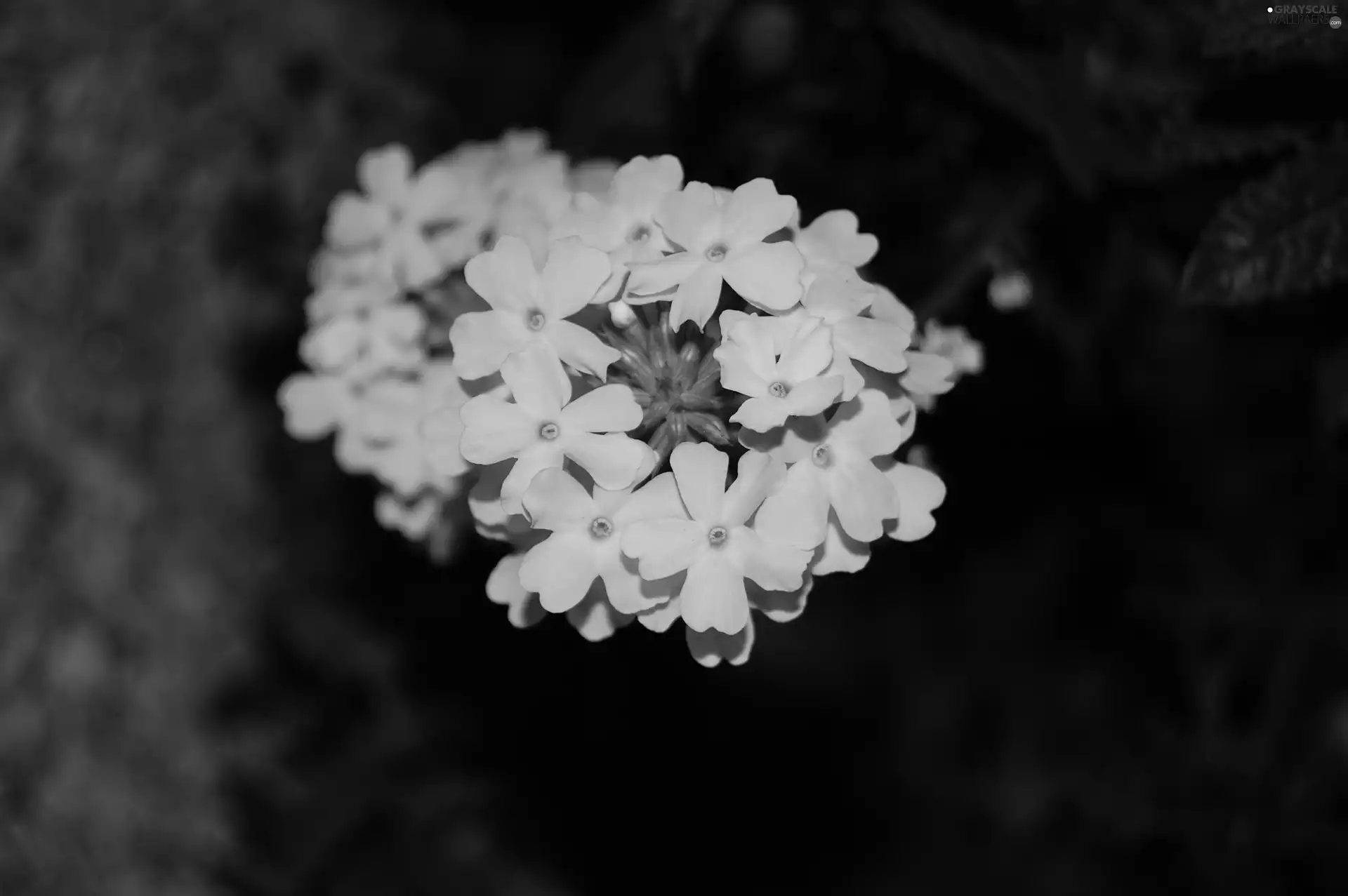 Verbena garden