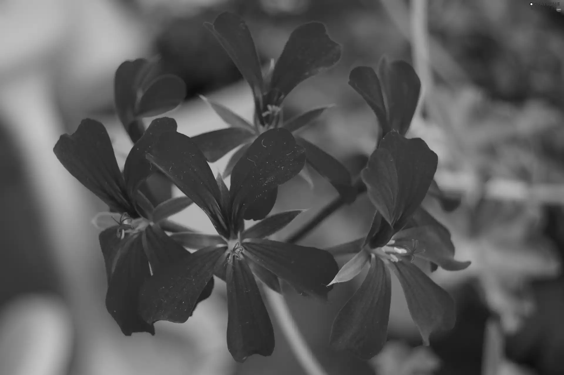 Verbena hybrida