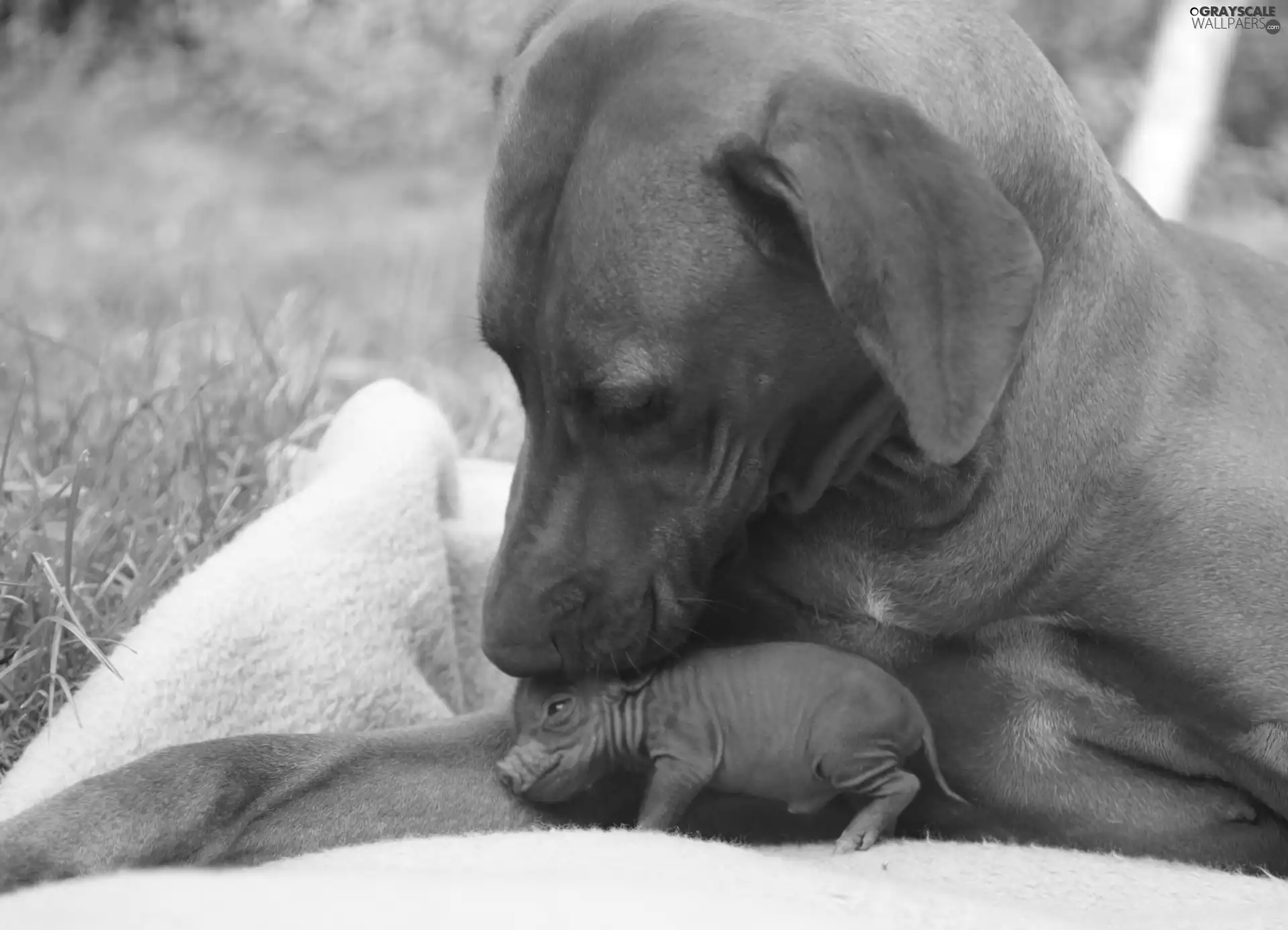 dog, Pig Vietnamese