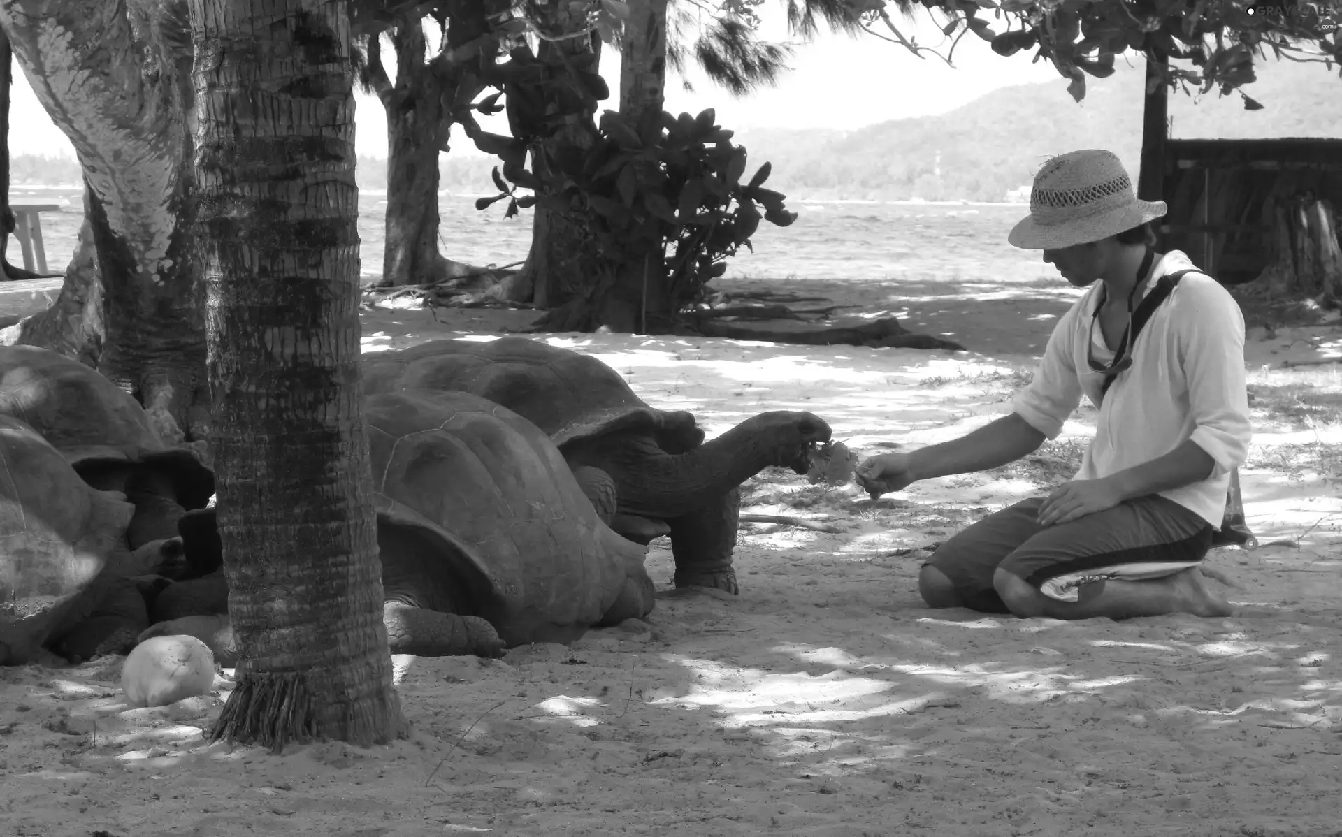 viewes, leaf, a man, trees, Turtles