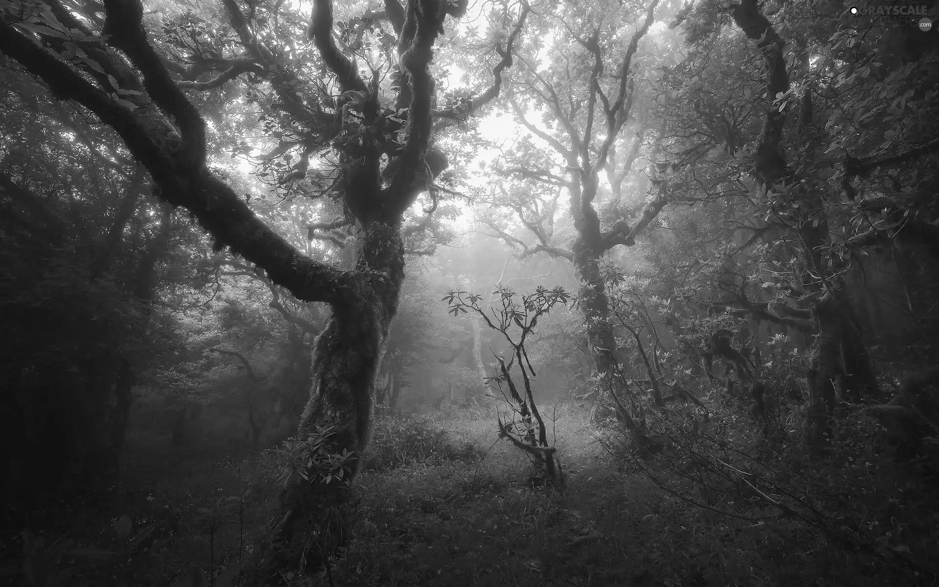 Fog, trees, Andalusia, viewes, forest, grass, Spain