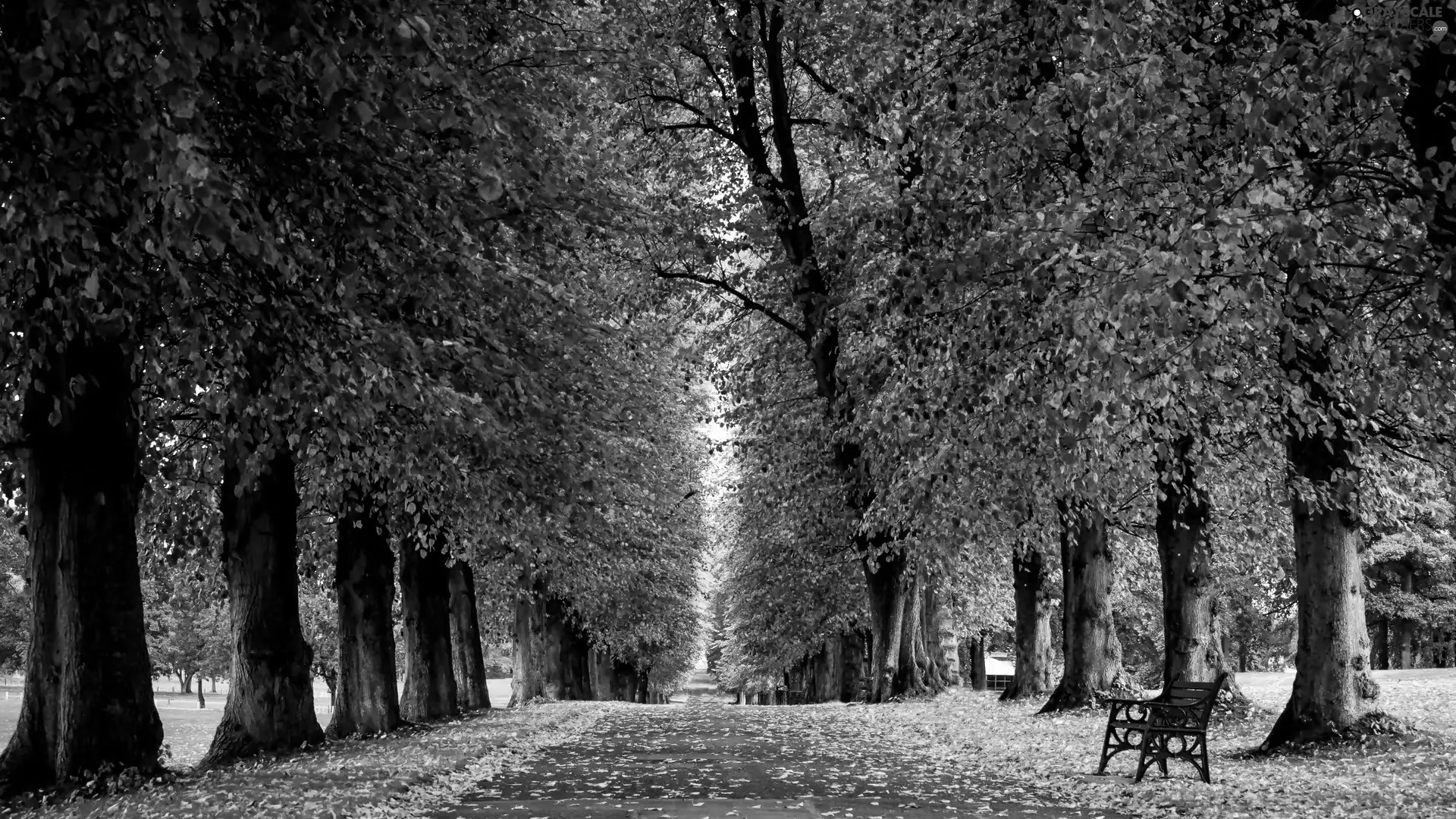 trees, Way, Leaf, bench, Park, viewes, autumn