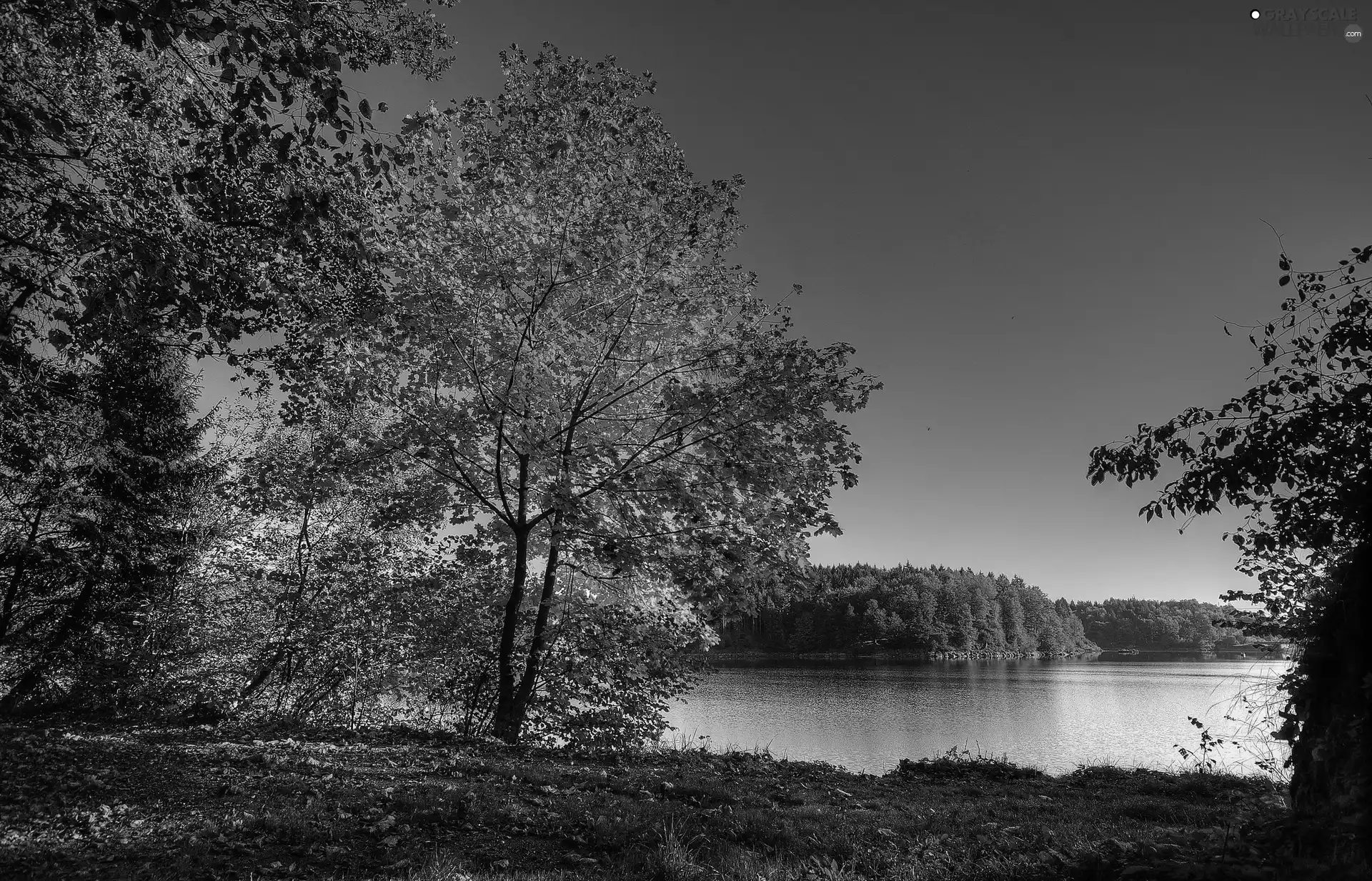 trees, woods, Leaf, color, lake, viewes, autumn
