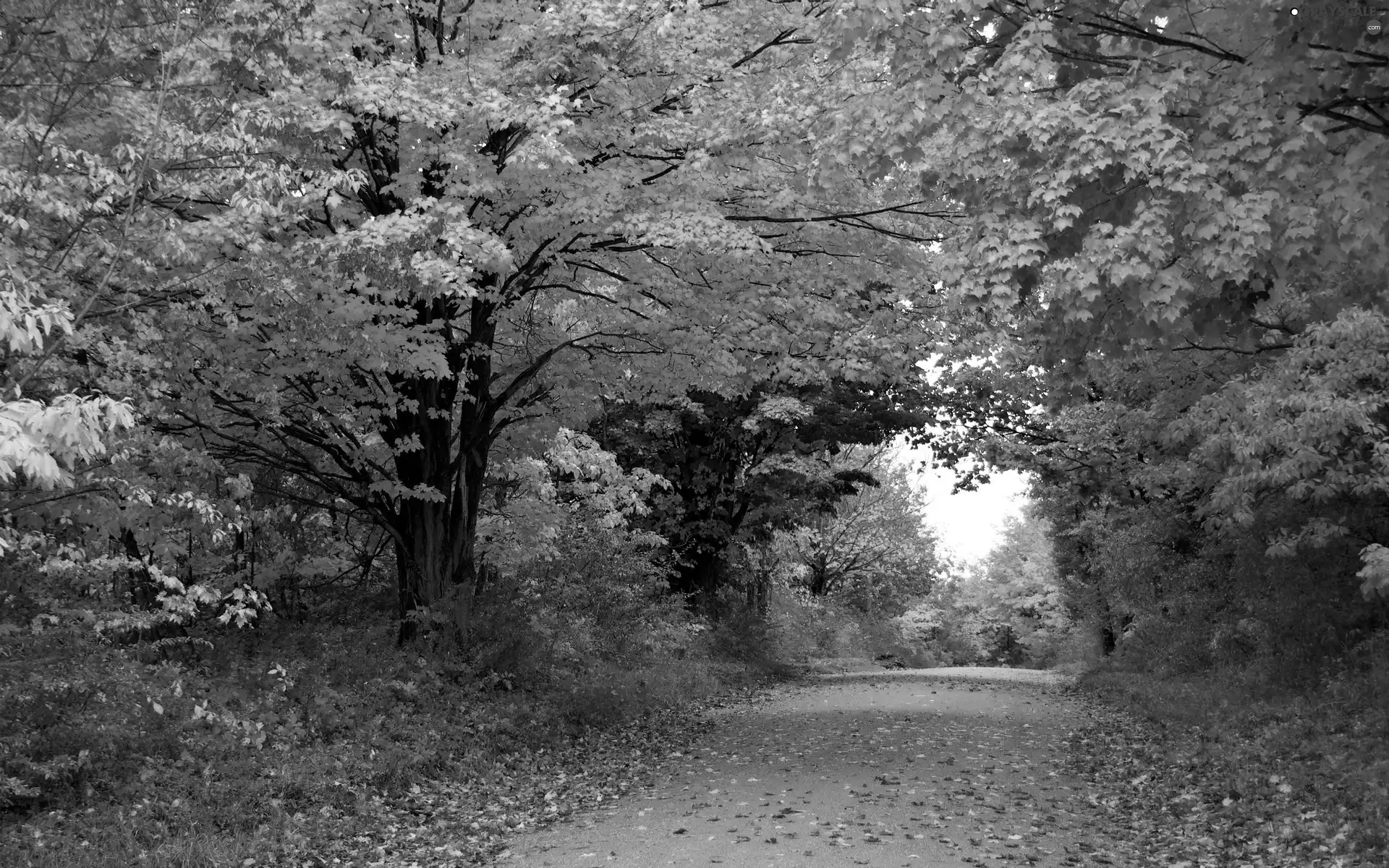 trees, forest, Leaf, color, Way, viewes, autumn