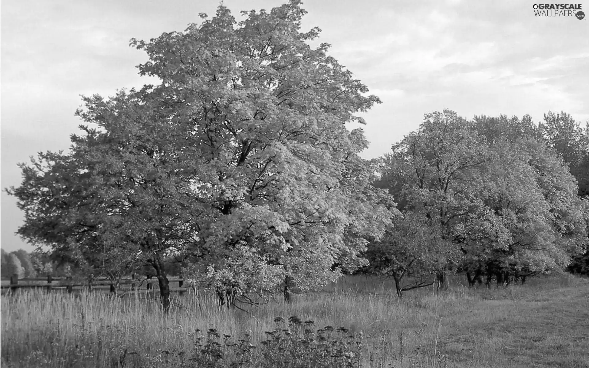 viewes, autumn, Meadow, trees, field