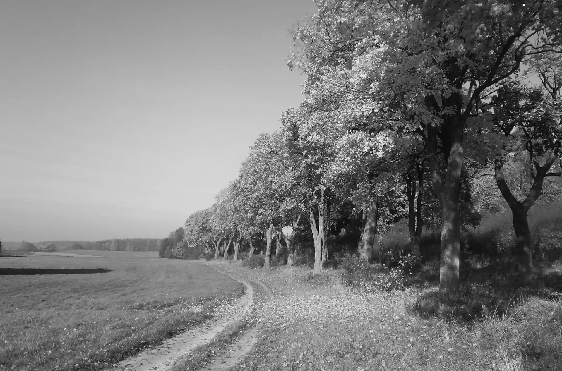 viewes, autumn, Way, trees, Field