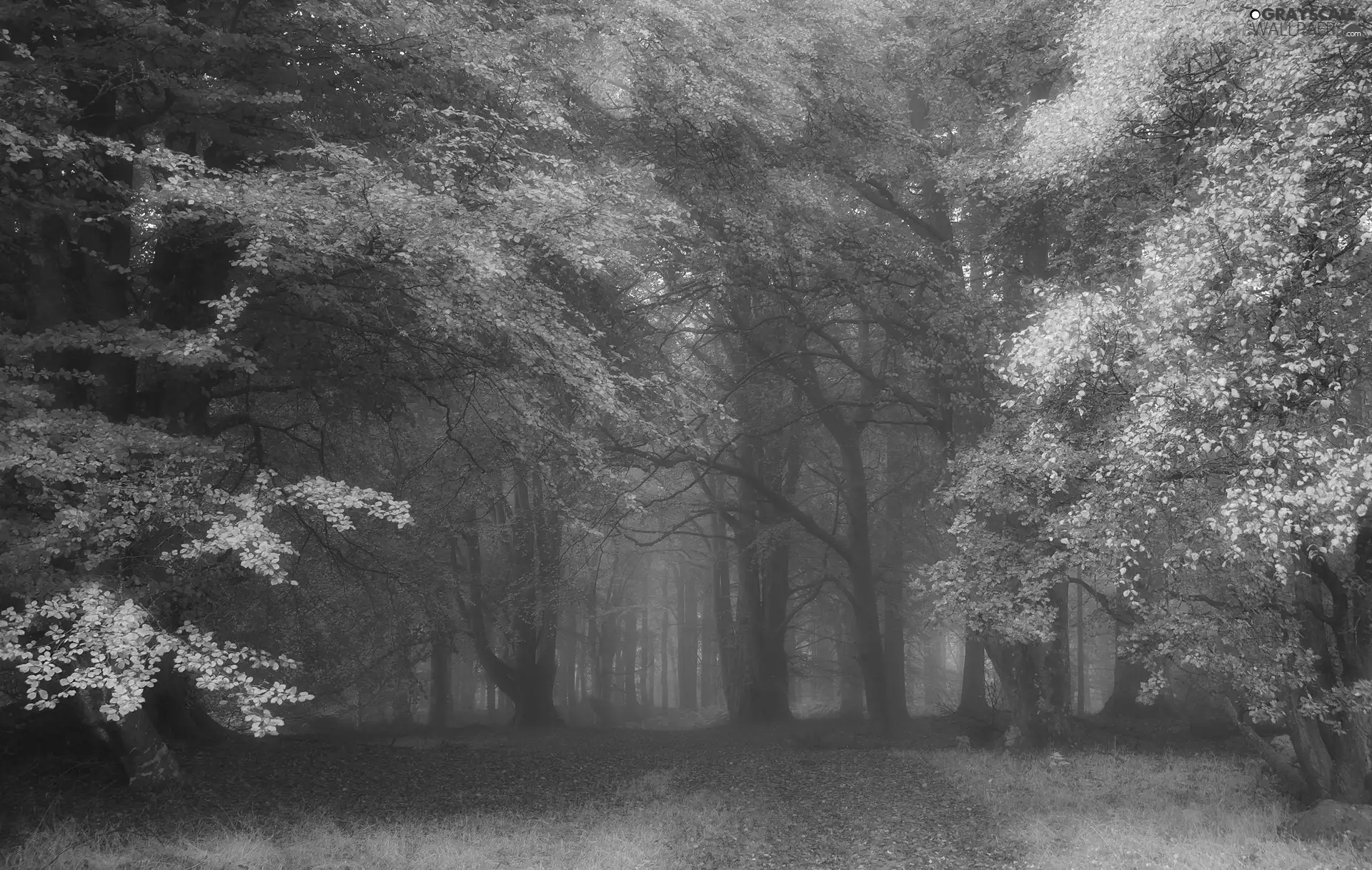 trees, viewes, autumn, forest, Fog