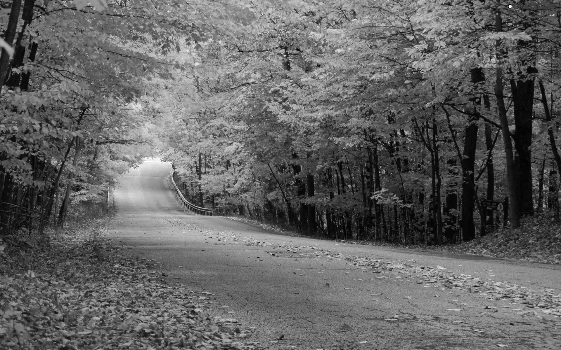 viewes, autumn, Way, trees, forest