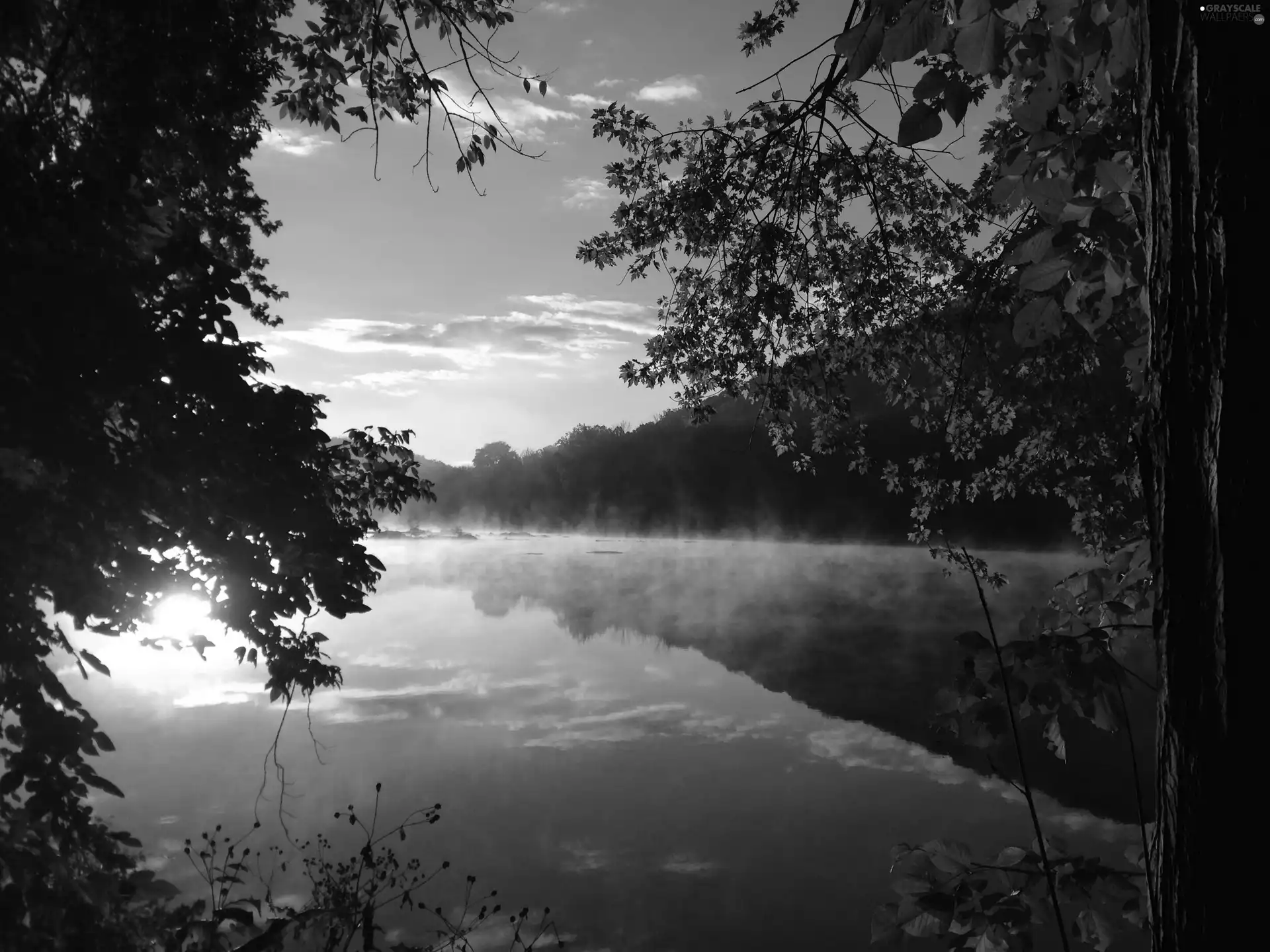 trees, mists, reflection, lake, evening, viewes, autumn